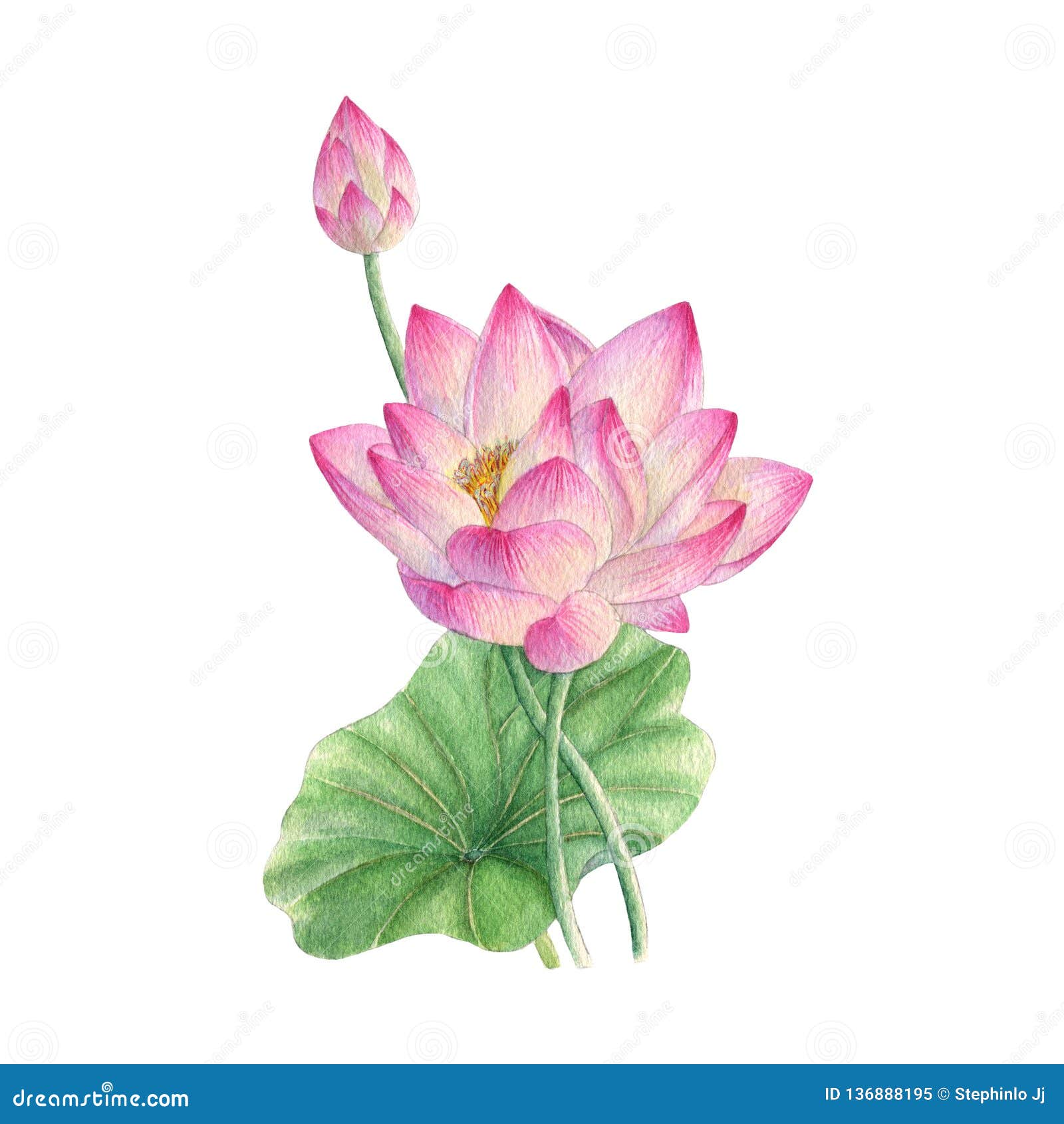 Lotus Flower Illustration Watercolor Painting.Watercolor Hand  Painted.illustration of a Lotus Flower Isolated. Stock Illustration -  Illustration of graphic, botanical: 136888195