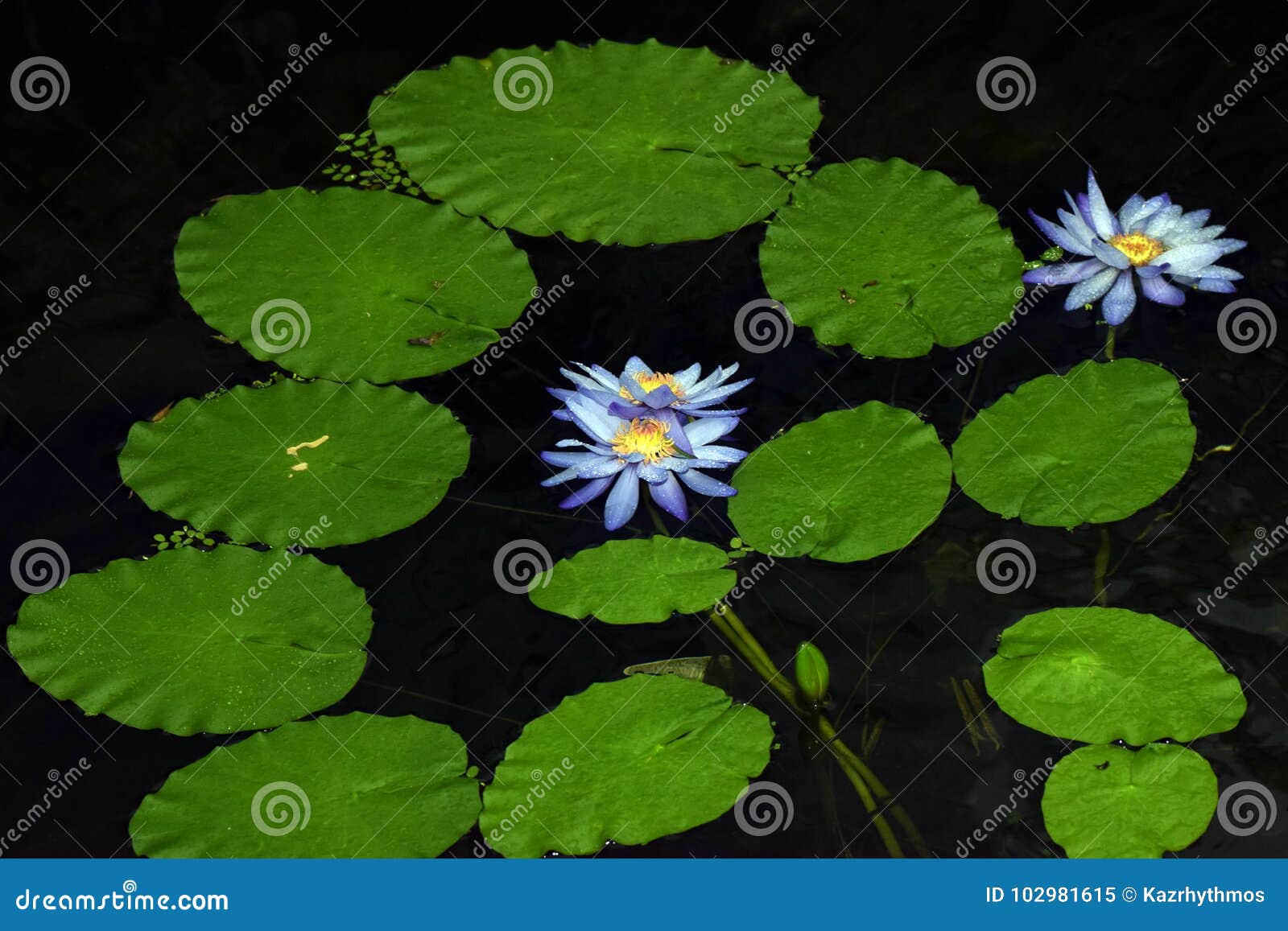 Lotus flower in Japan. stock image. Image of water, yellow 102981615