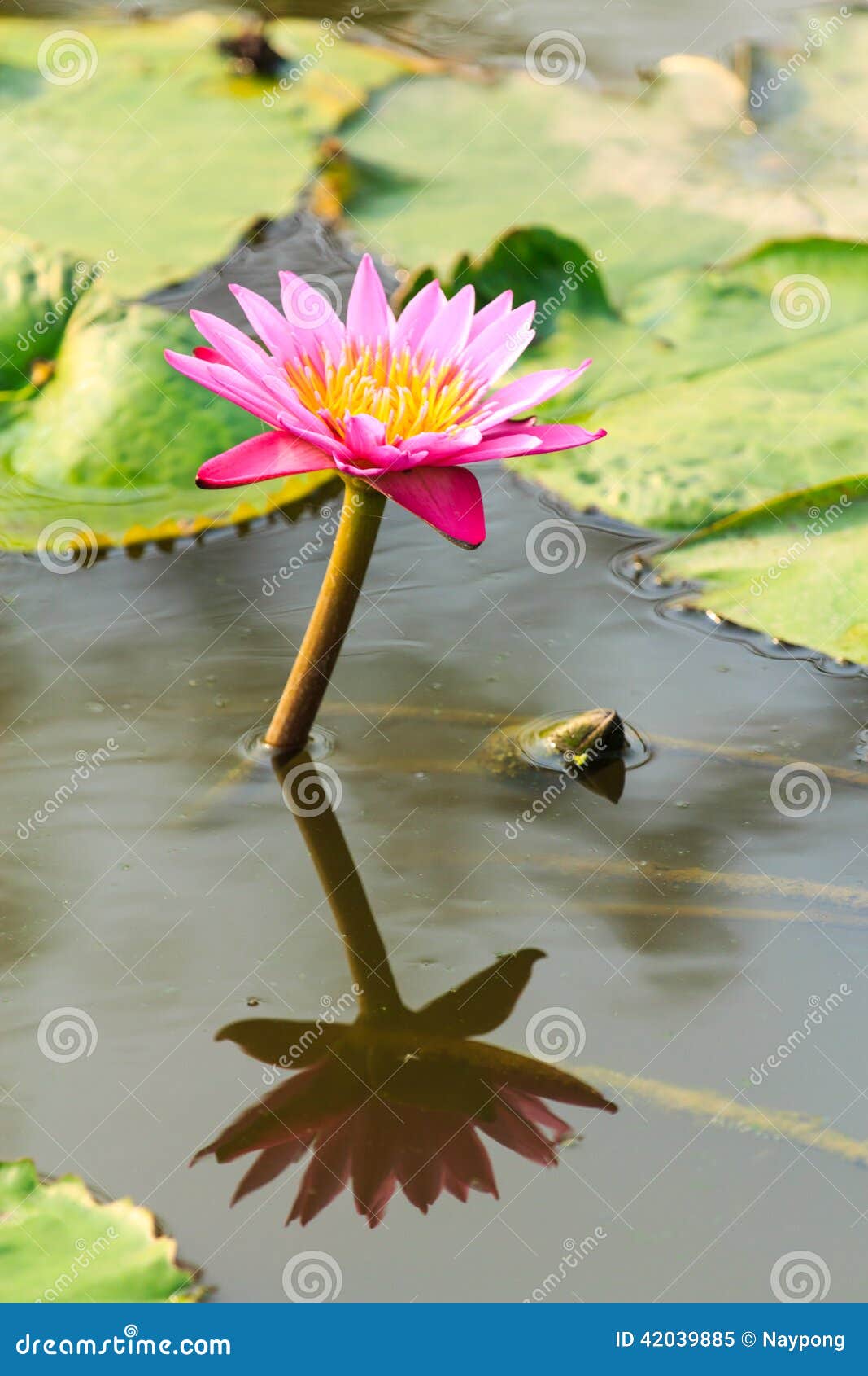Lotus flower stock image. Image of plant, lake, green 42039885