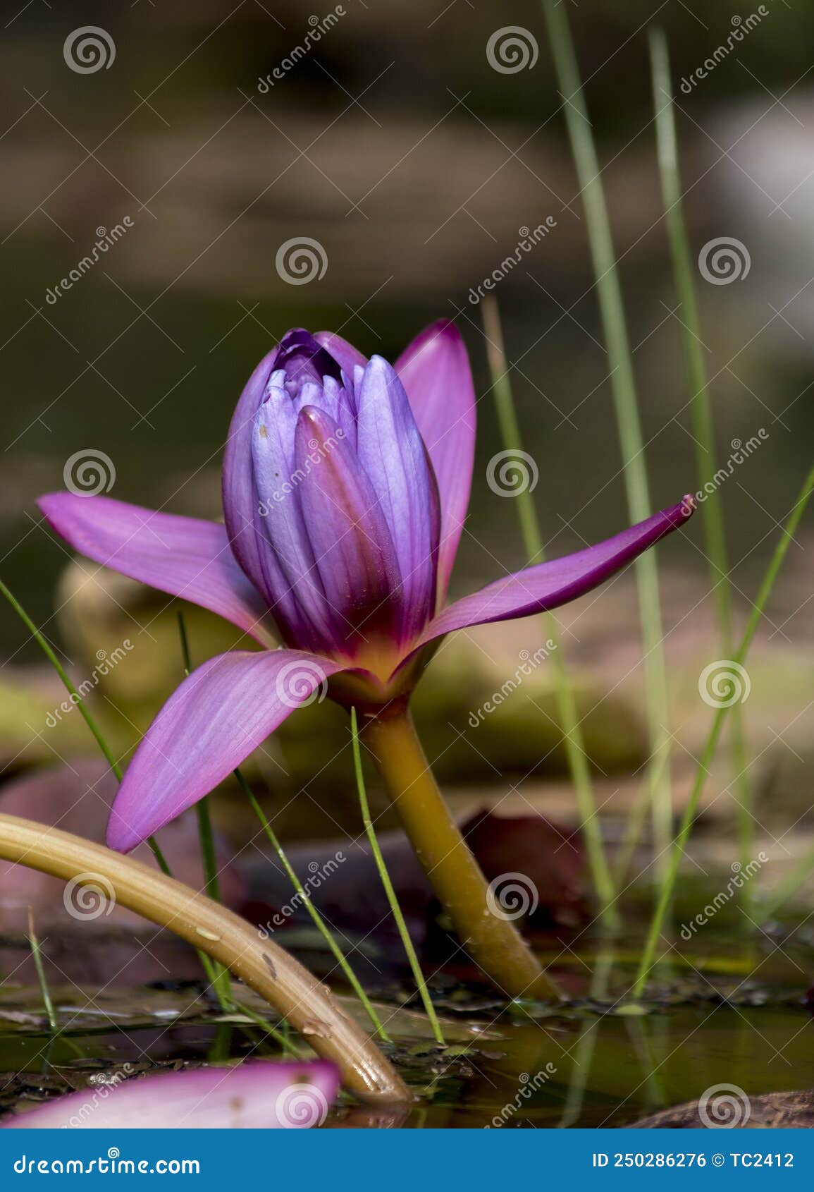 lotus flower in a lake. nenufar