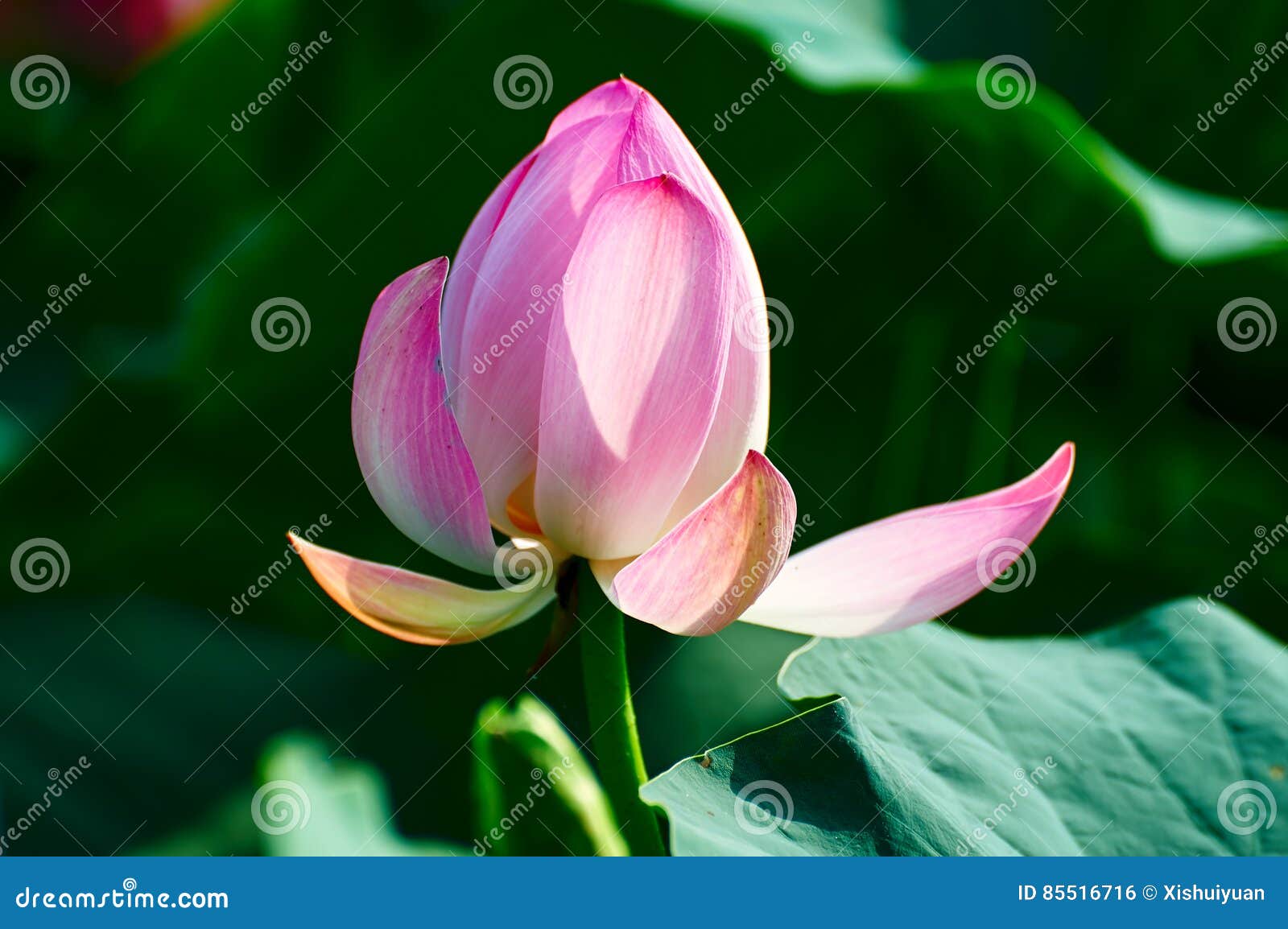 the lotus flower and leaf