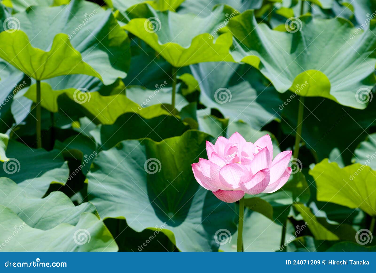 Lotus flower among leaves stock image. Image of botanical 24071209