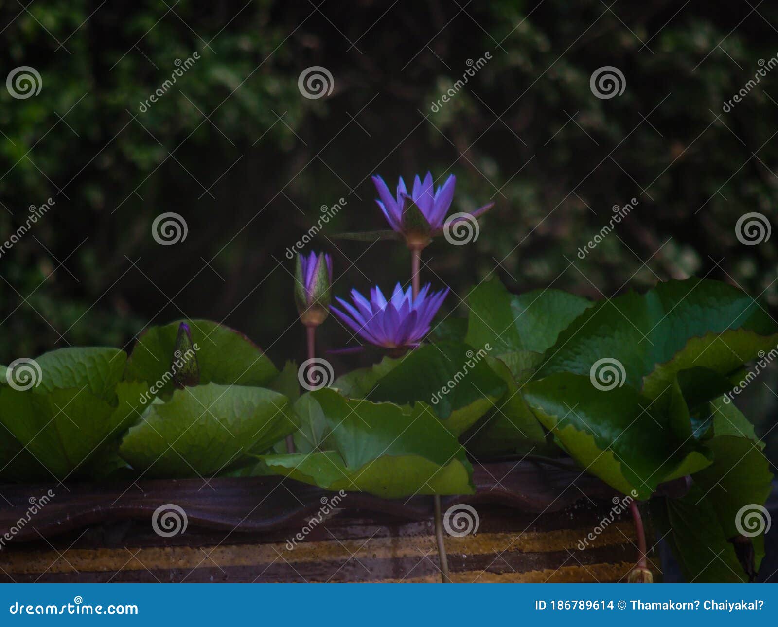 The Lotus Flower is Like Being in a Dream. Stock Photo Image of lotus