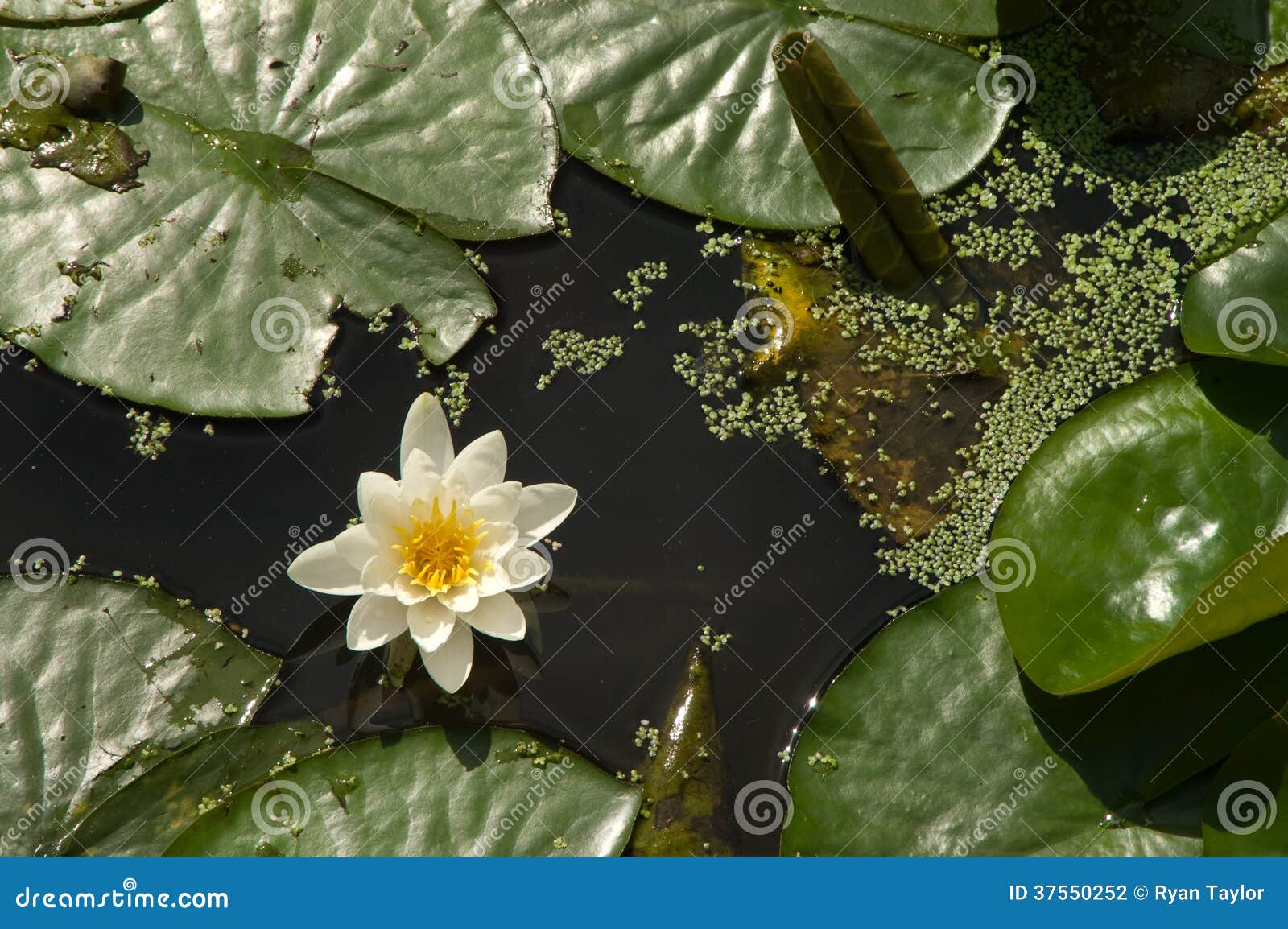 Lotus Flower and Lily Pads in Pond Stock Photo Image of garden