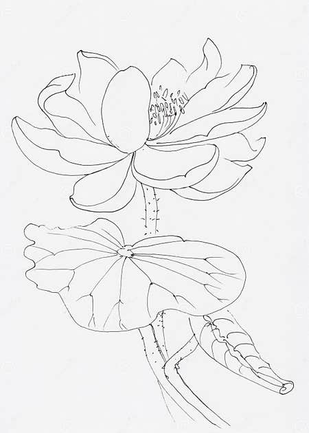 Lotus flower line art stock illustration. Illustration of culture ...