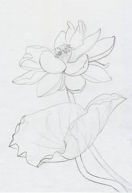 Lotus flower line art stock illustration. Illustration of black - 60992106