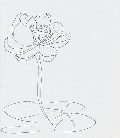 Lotus Flower Line Art Ink Pen Drawing Stock Illustration - Illustration ...