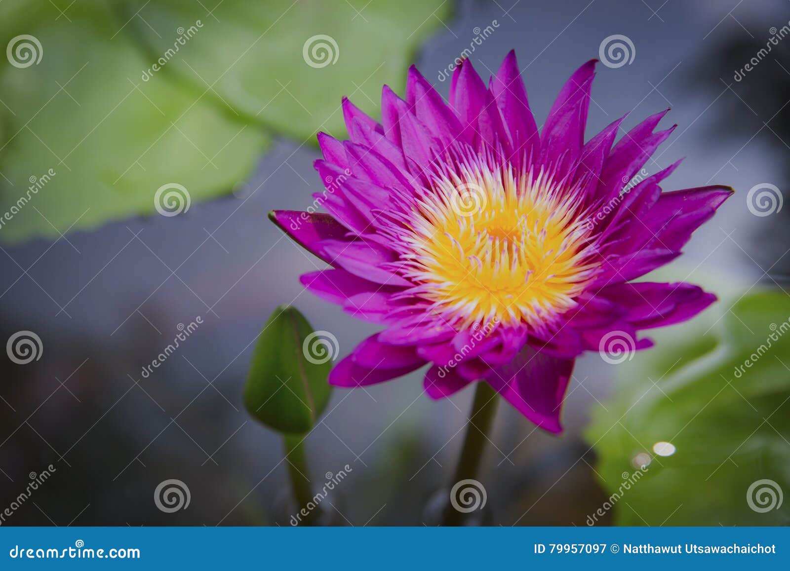 Lotus flower in nature. stock image. Image of beautiful 79957097