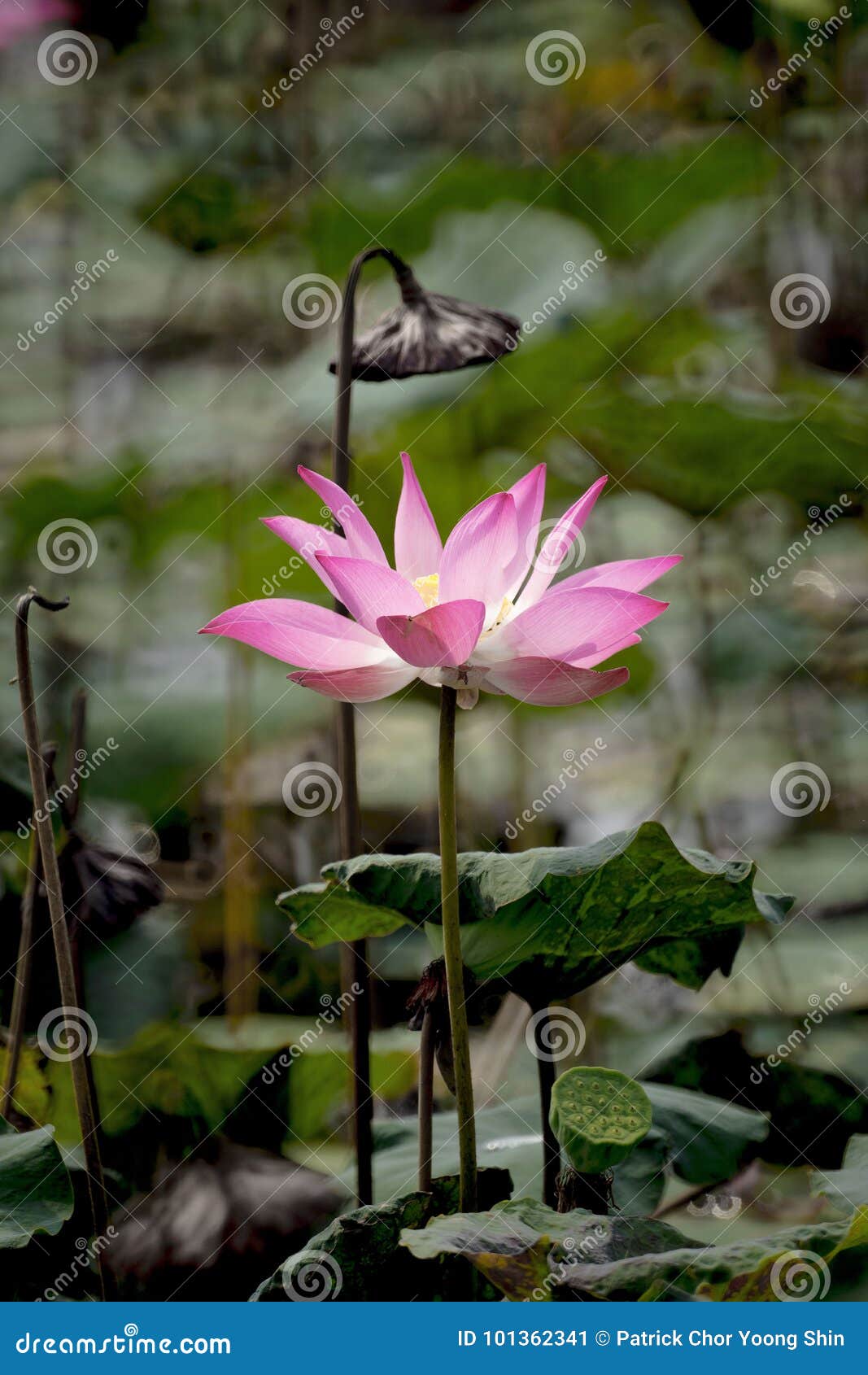 Lotus flower stock image. Image of water, peace, leaf 101362341