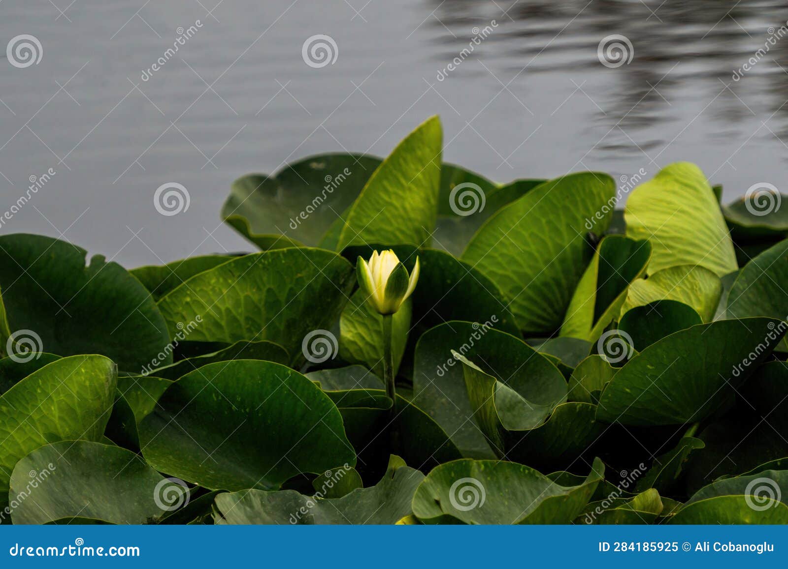 Lotus Flower Petals Floating in Water Stock Image Image of colorful