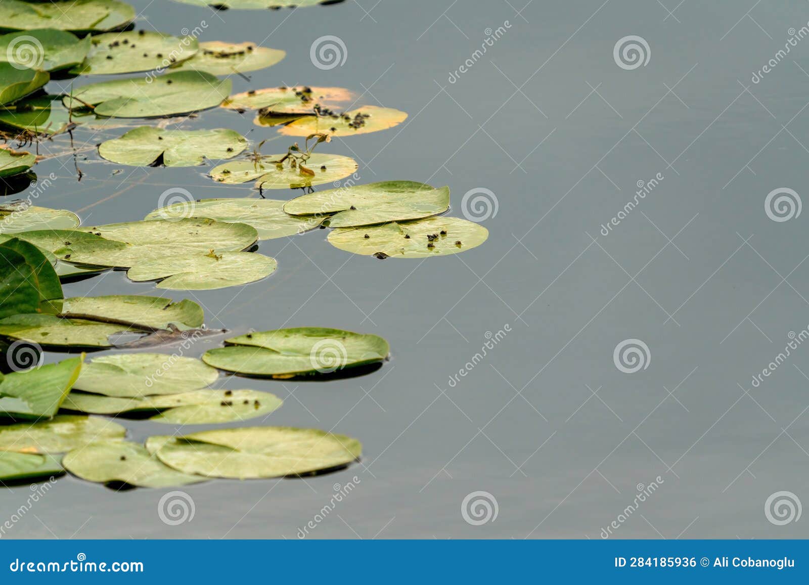 Lotus Flower Petals Floating in Water Stock Photo Image of aquatic