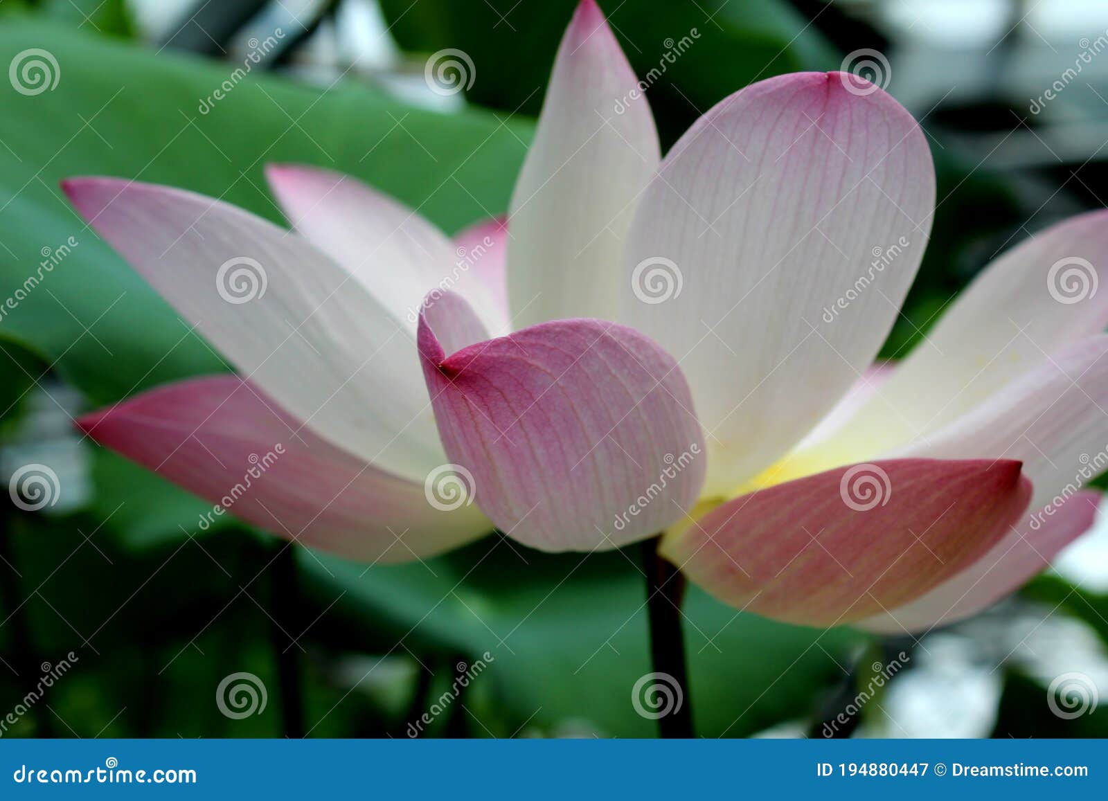 lotus flower pink blossom water lily