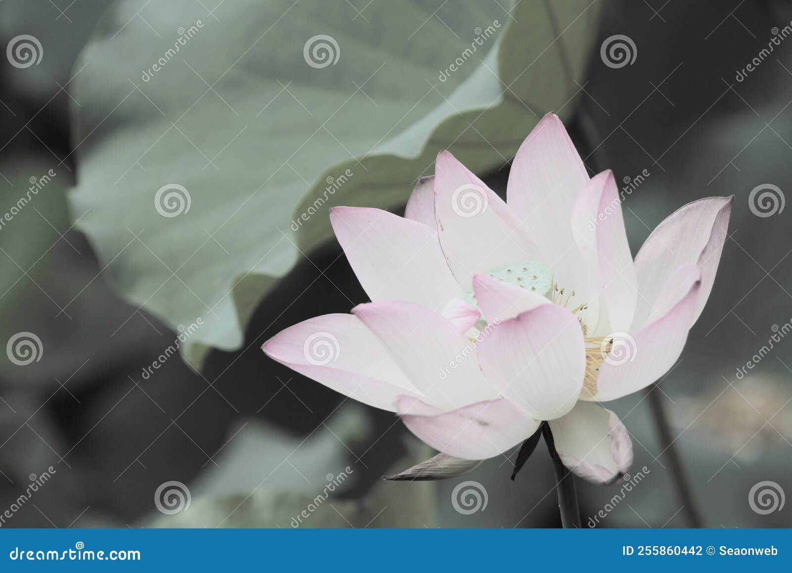 A Lotus Flower and Lotus Flower Plants Stock Photo Image of lotus