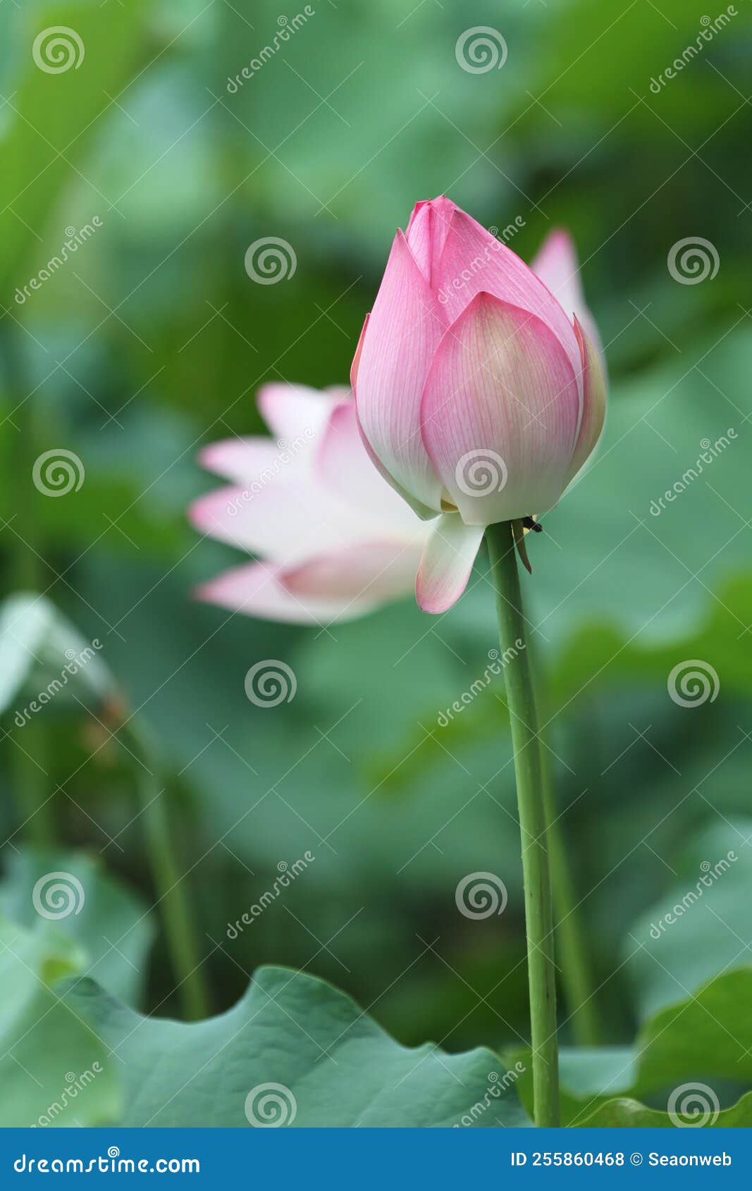 A Lotus Flower and Lotus Flower Plants Stock Photo Image of flower