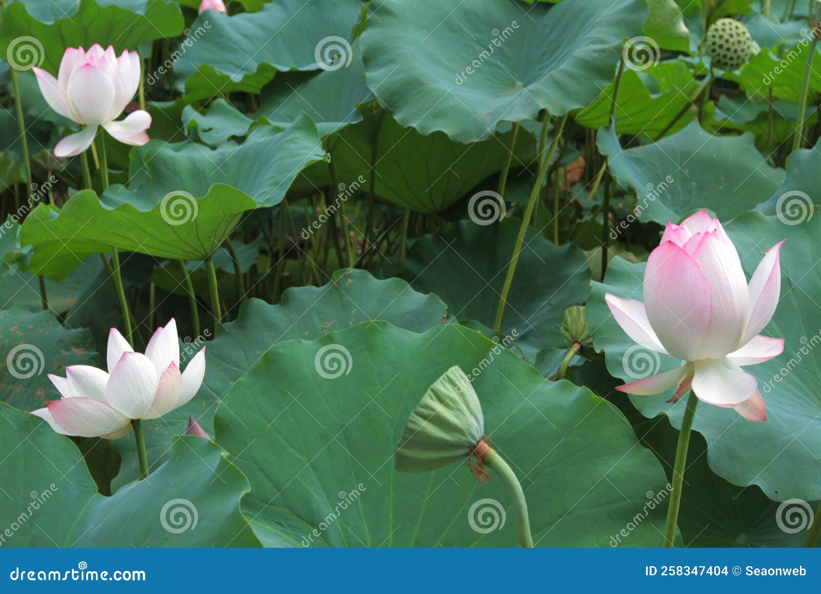 A Lotus Flower and Lotus Flower Plants Stock Photo Image of religion