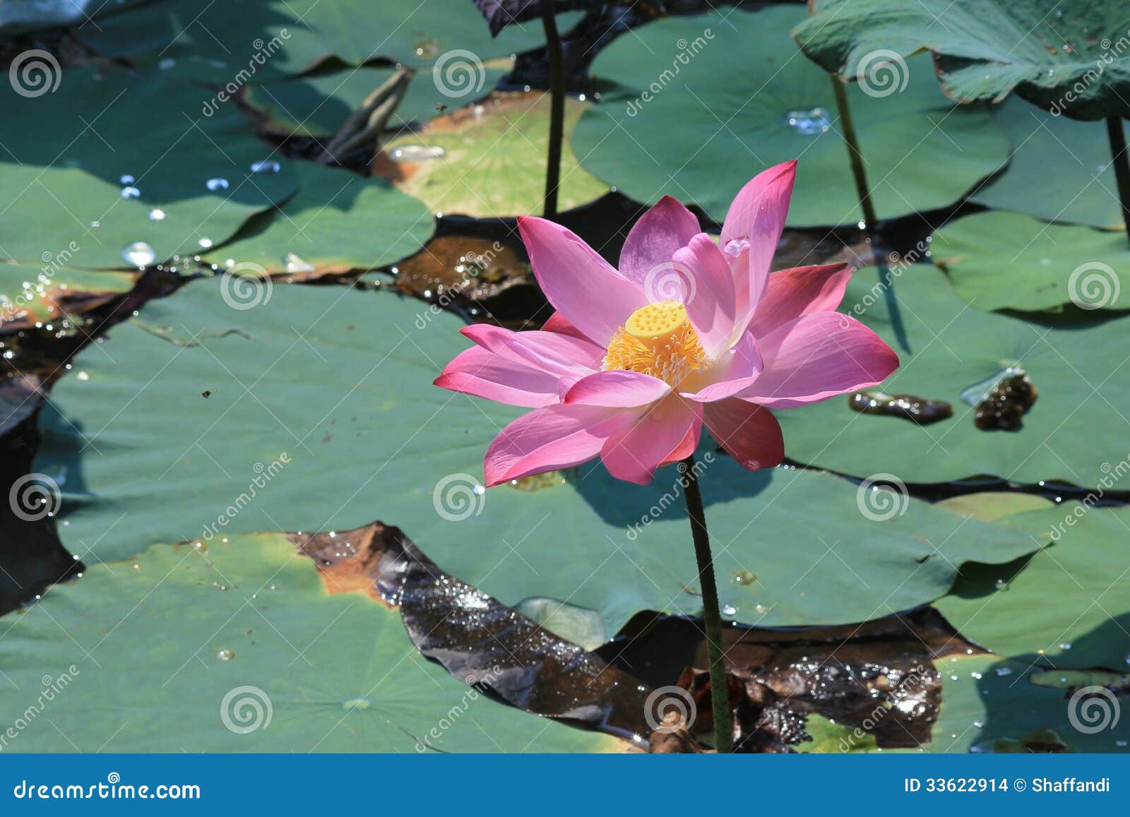 Lotus flower stock photo. Image of details, floret, biology 33622914