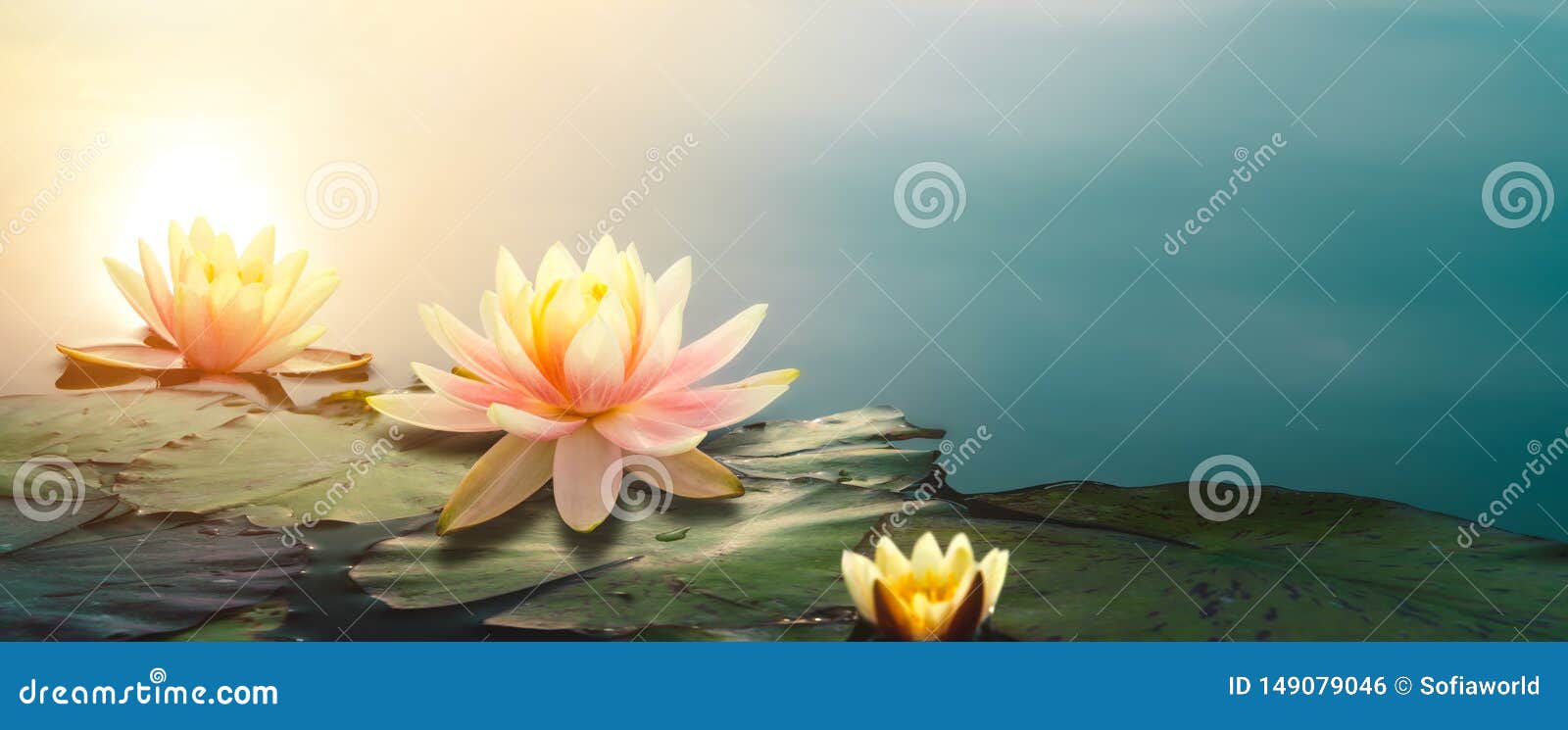 Lotus flower in pond stock photo. Image of copy, panoramic 149079046