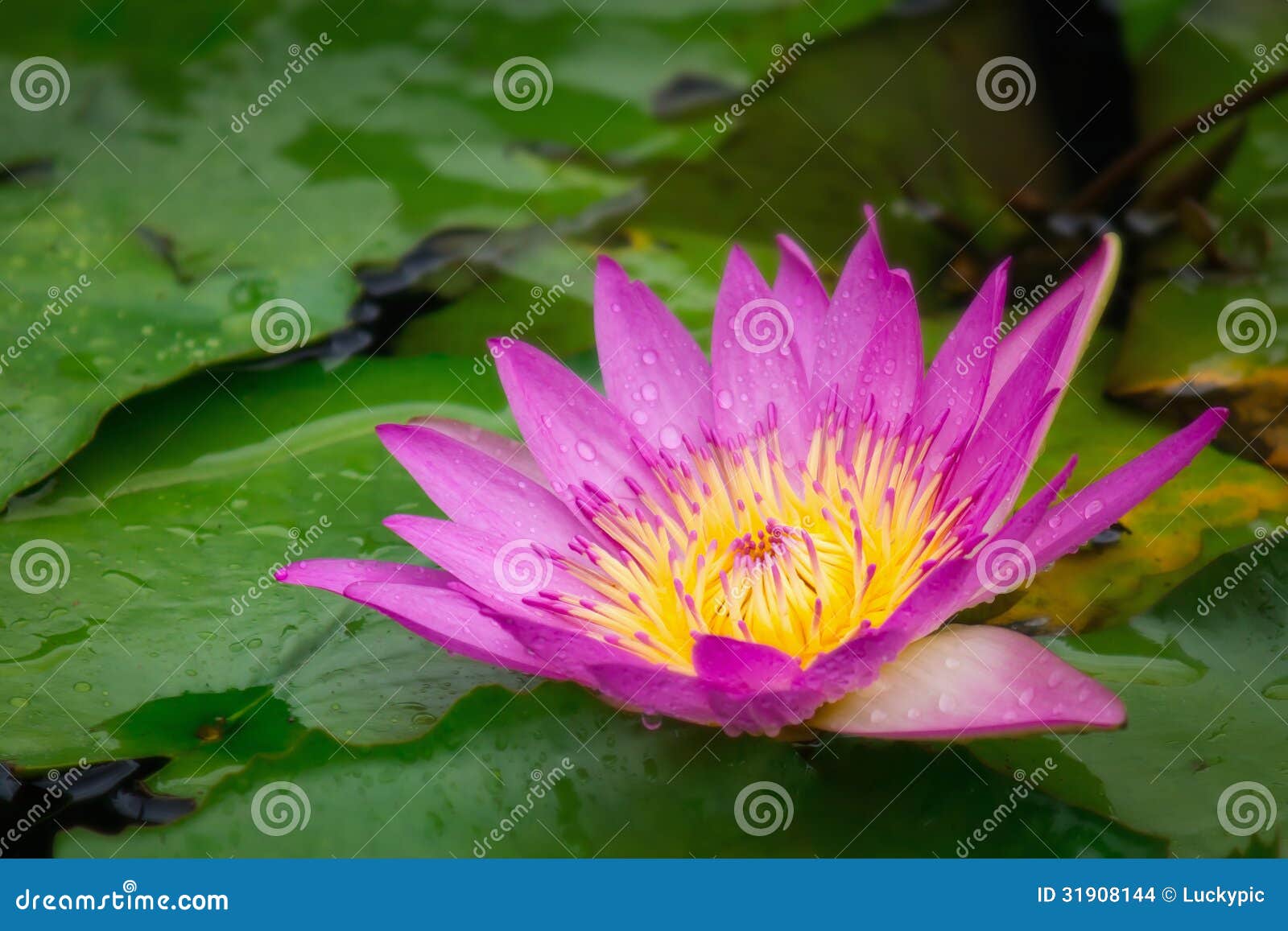 lotus flower in pond with raindrop