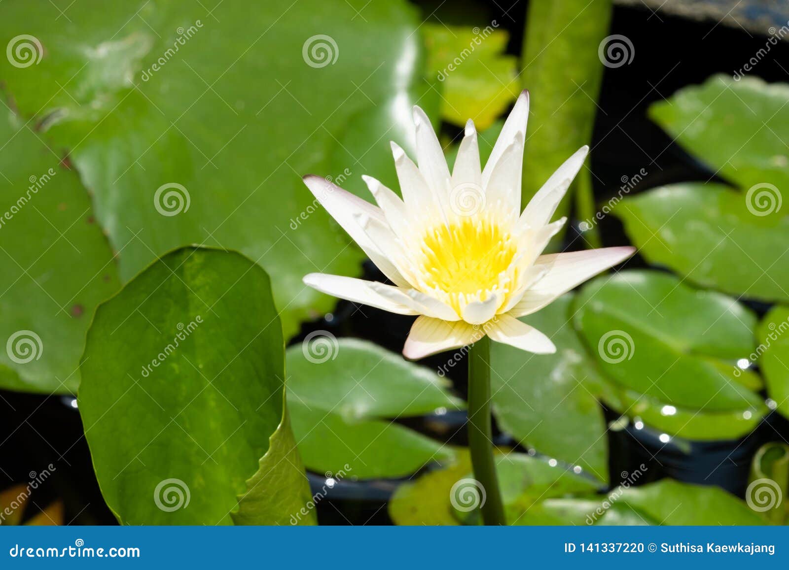Lotus Flower in Pond, Select Focus. White Lotus with Sunlight Stock