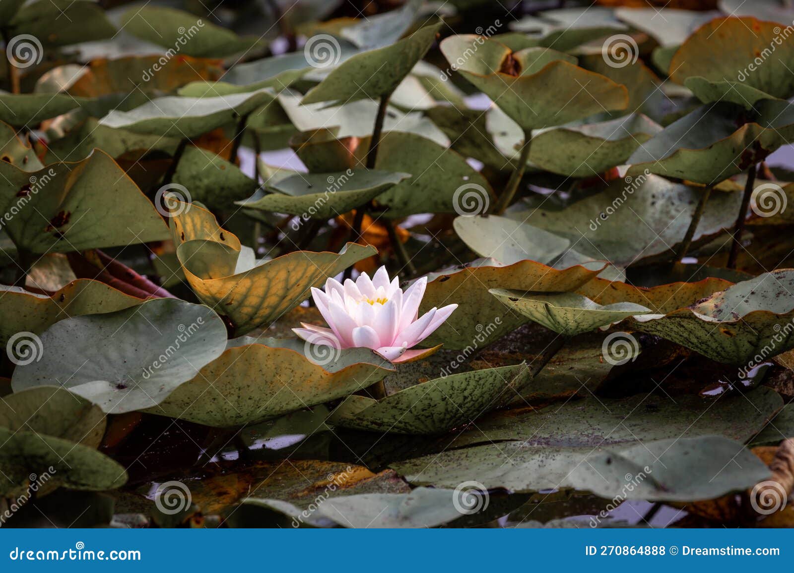 Lotus Flower Growing in the Pond Stock Photo Image of plant, bloom