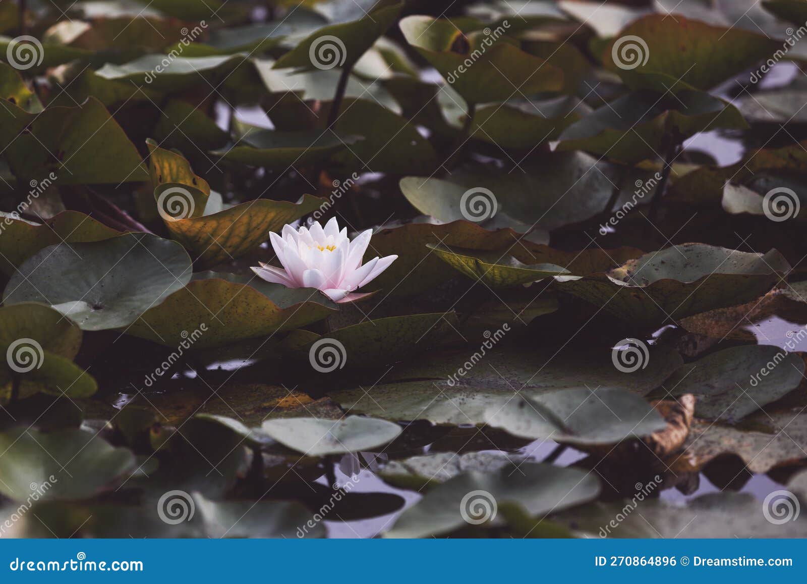Lotus Flower Growing in the Pond Stock Photo Image of foliage