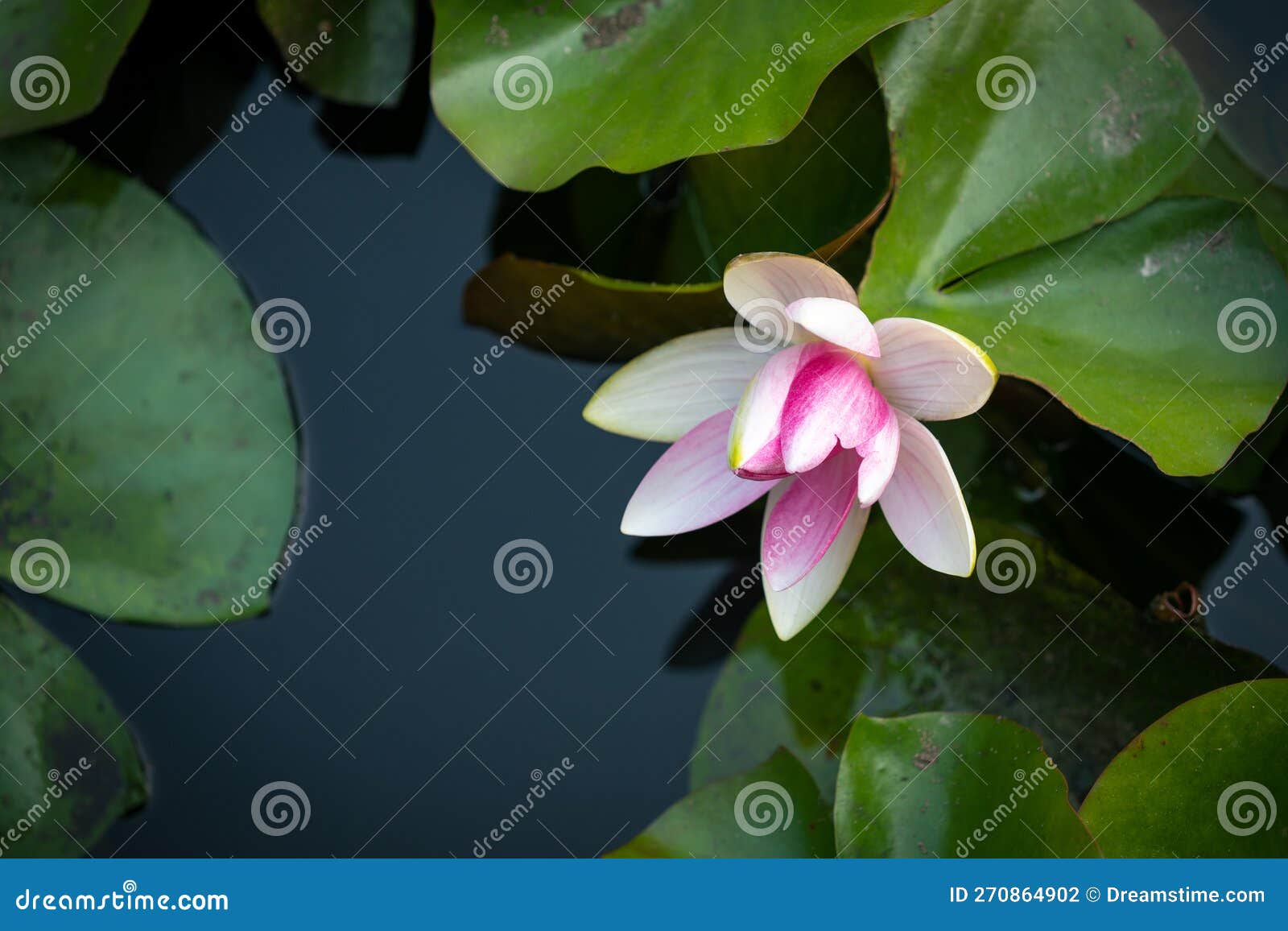 Lotus Flower Growing in the Pond Stock Photo Image of emergent