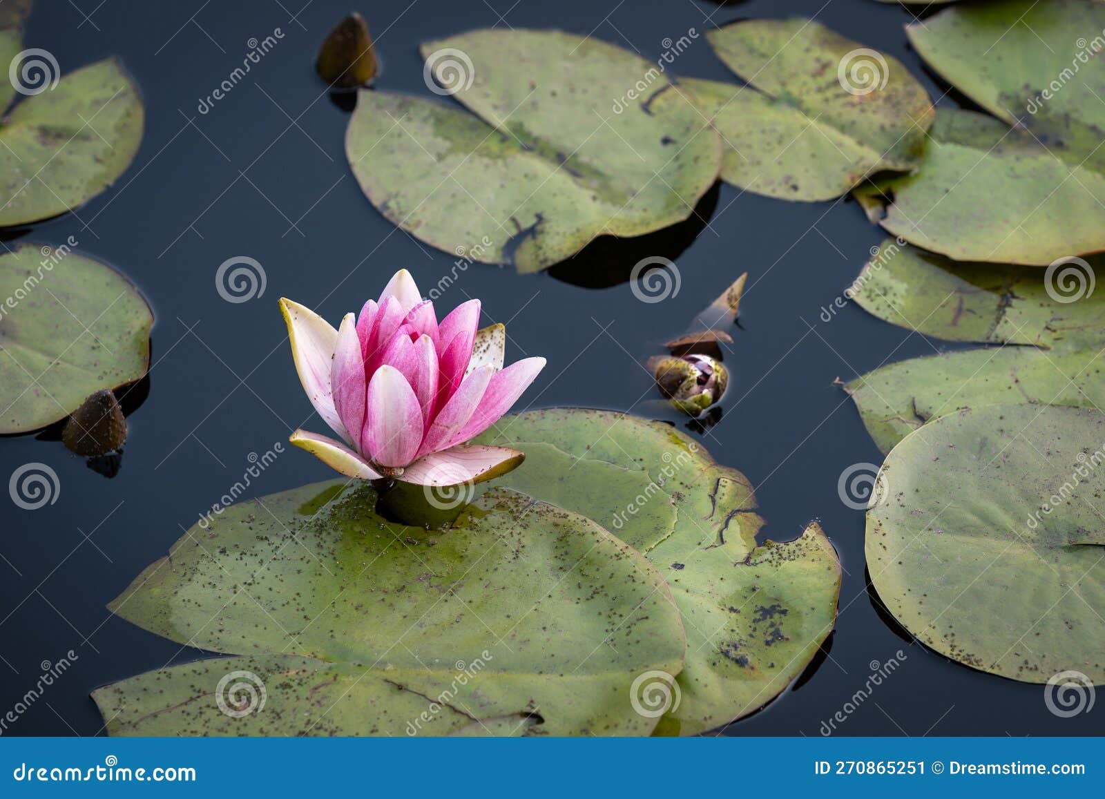 Beautiful Pink Lotus Flower in the Pond Stock Image Image of wetland