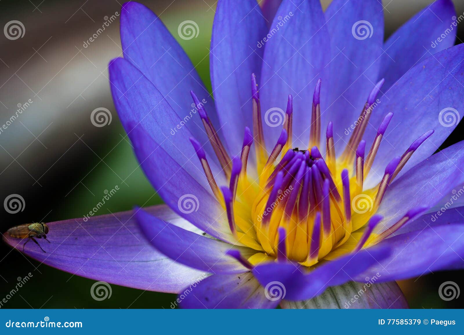 Lotus flower stock image. Image of garden, flower, lotus 77585379
