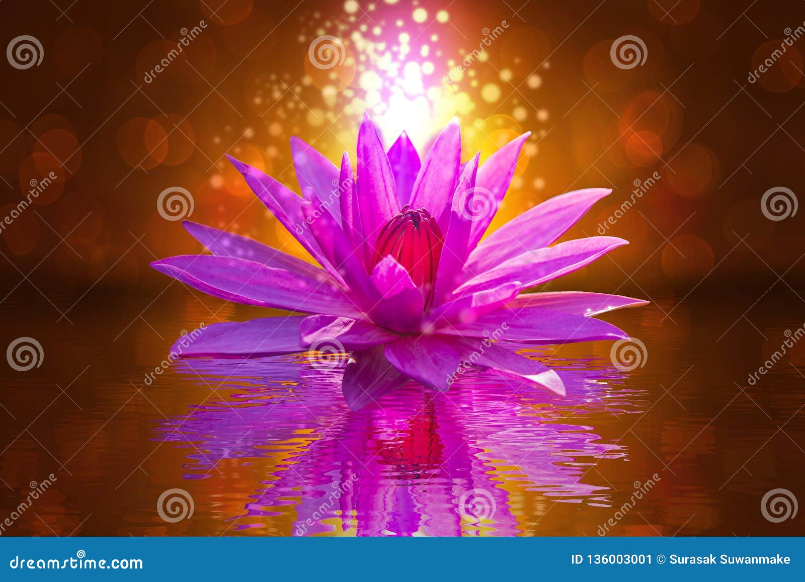 The Lotus Flower Represents The Symbol Of Buddhism And Can