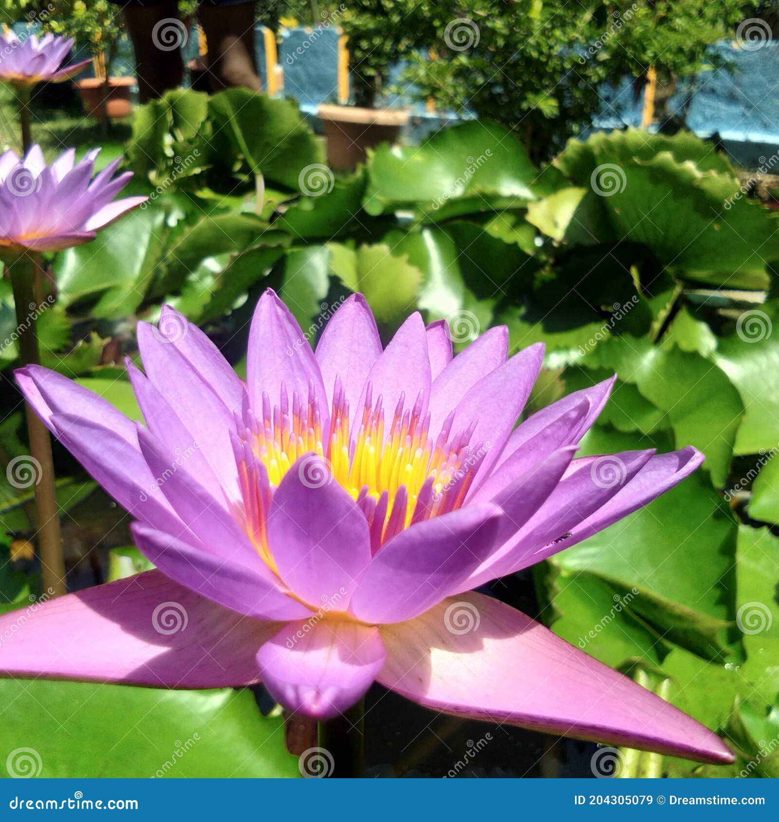 This is a lotus flower stock image. Image of wildflower 204305079