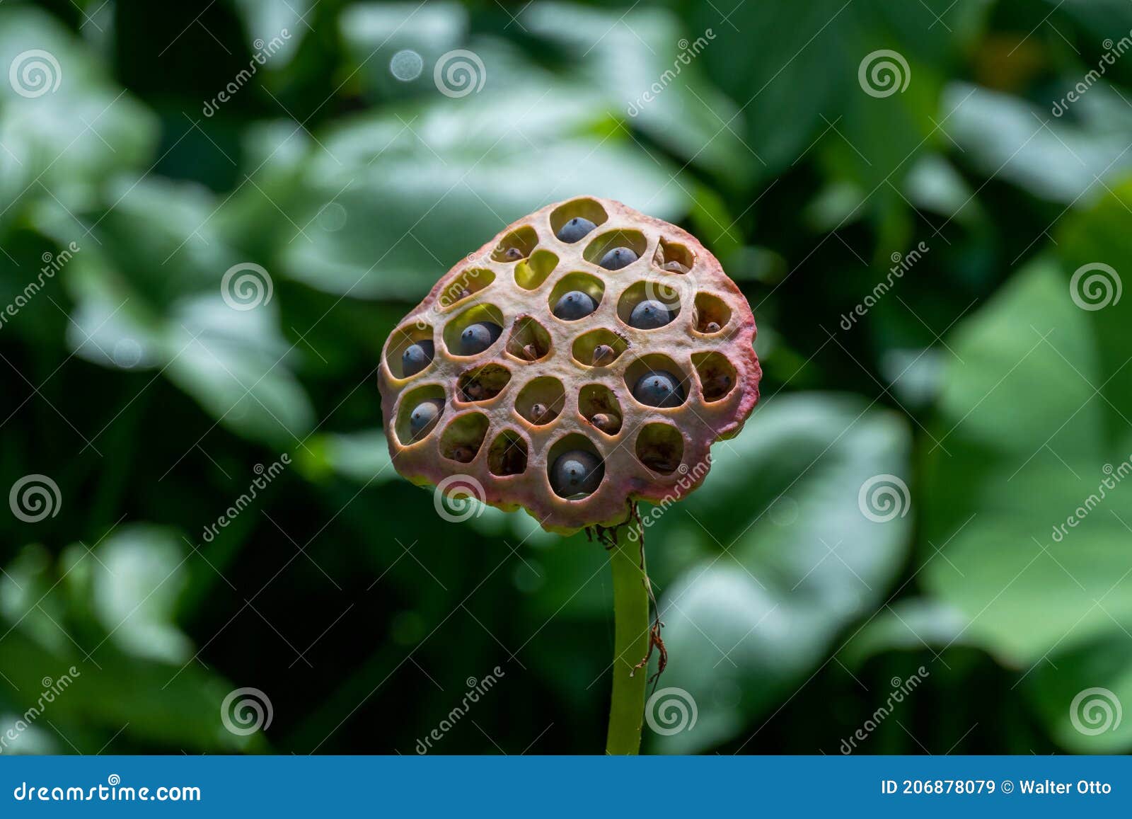 Fruit of the Lotus Flower in the Pond Stock Image Image of botanic