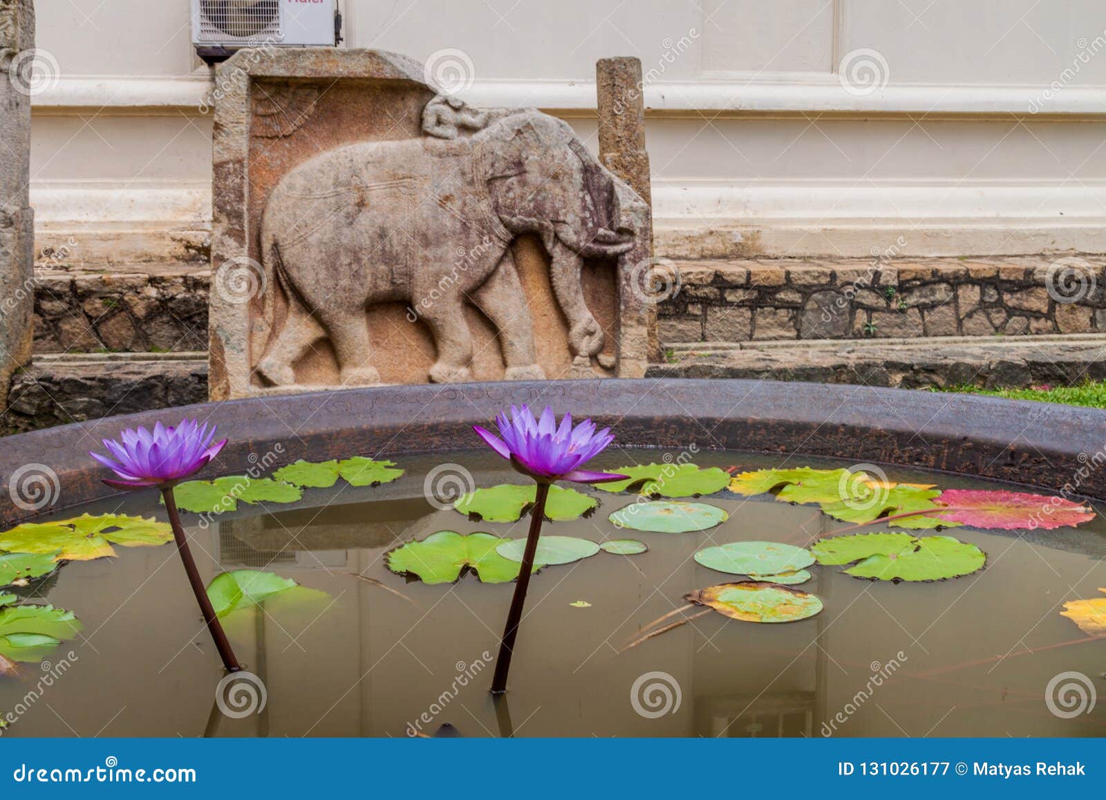 lotus flower in a small tank at the grounds of the temple of sacred tooth relic in kandy, sri lank