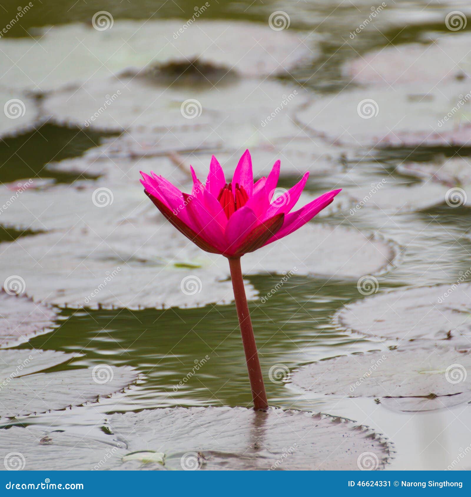 Lotus Flower in Swamp stock image. Image of float, background 46624331