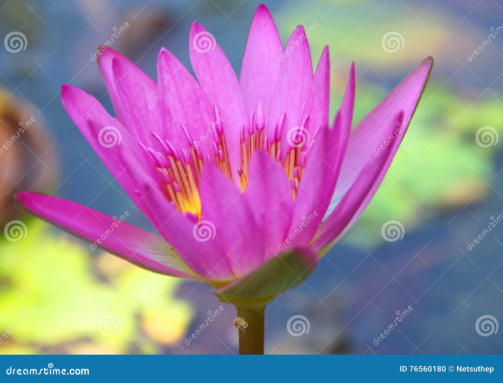 Lotus flower stock photo. Image of green, thai, lake 76560180