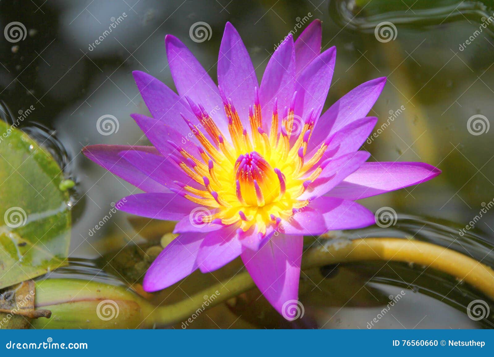 Lotus flower stock photo. Image of pink, position, thailand 76560660