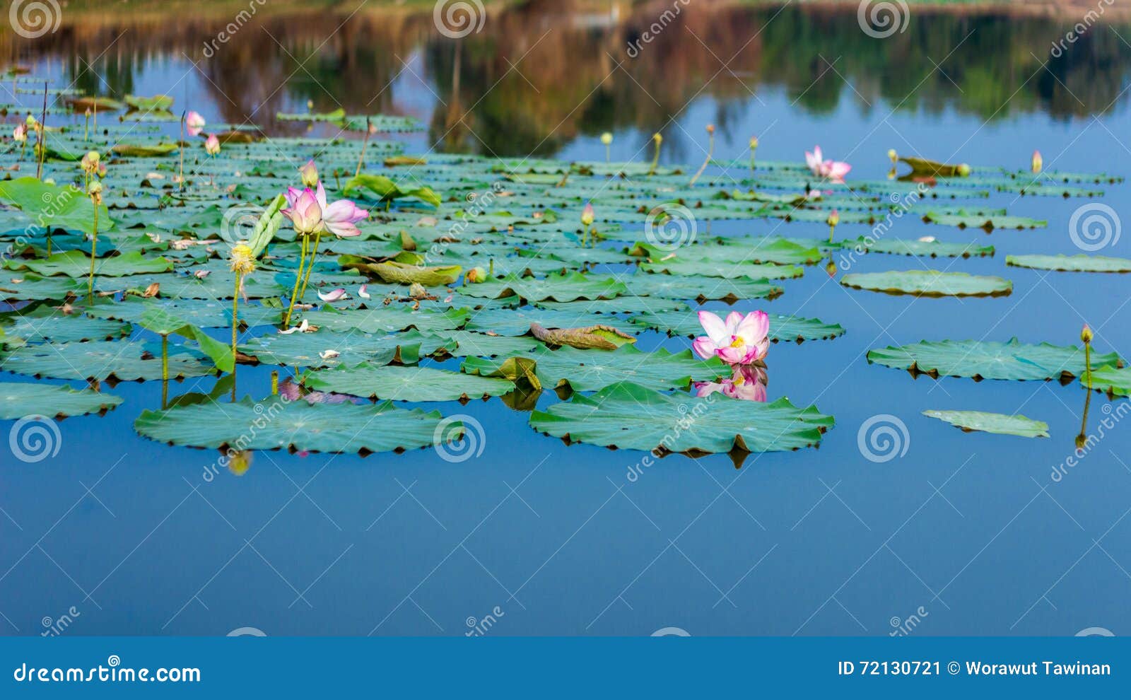 Lotus stock image. Image of blooming, natural, fresh 72130721