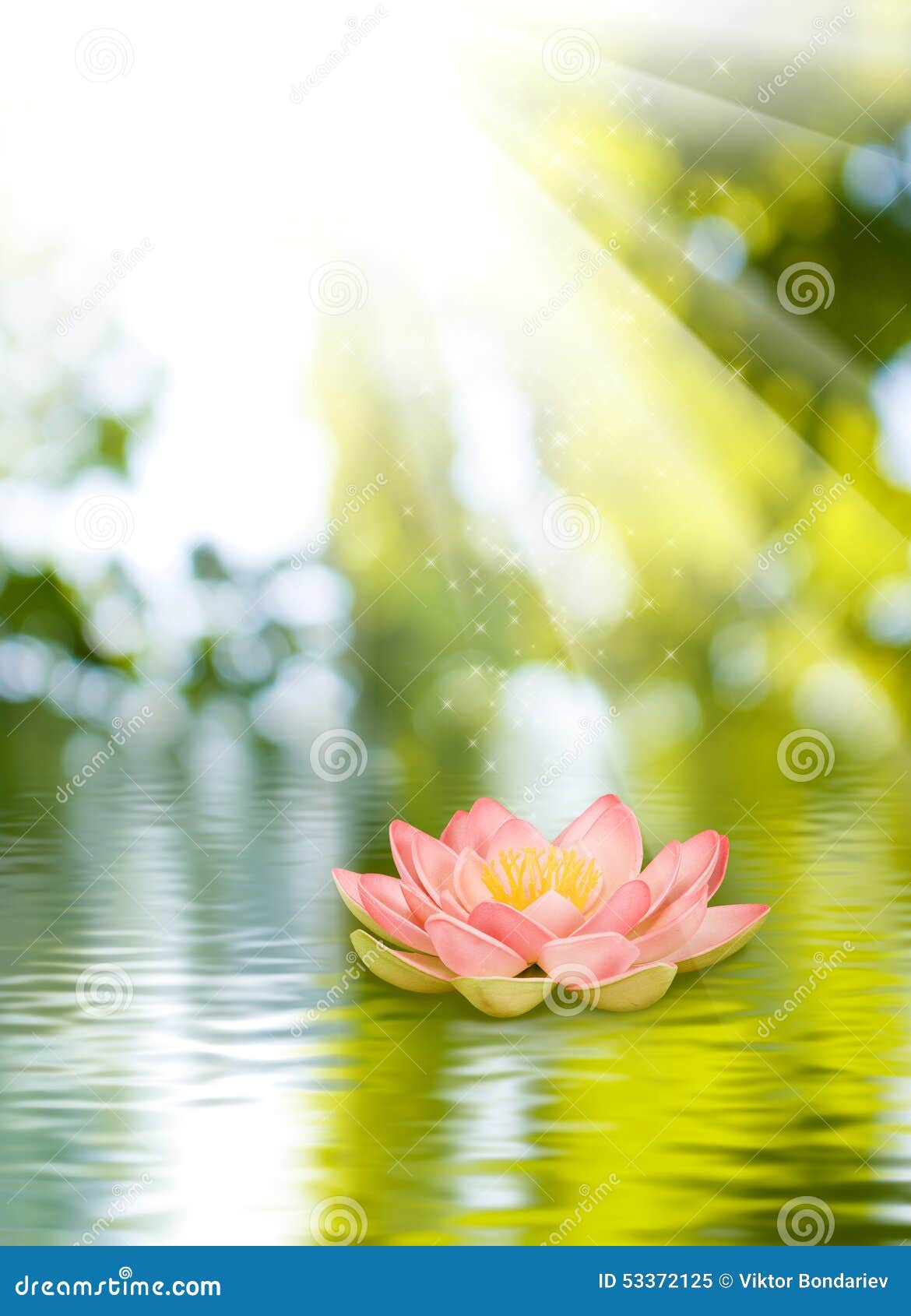 Lotus flower on the water stock image. Image of closeup 53372125