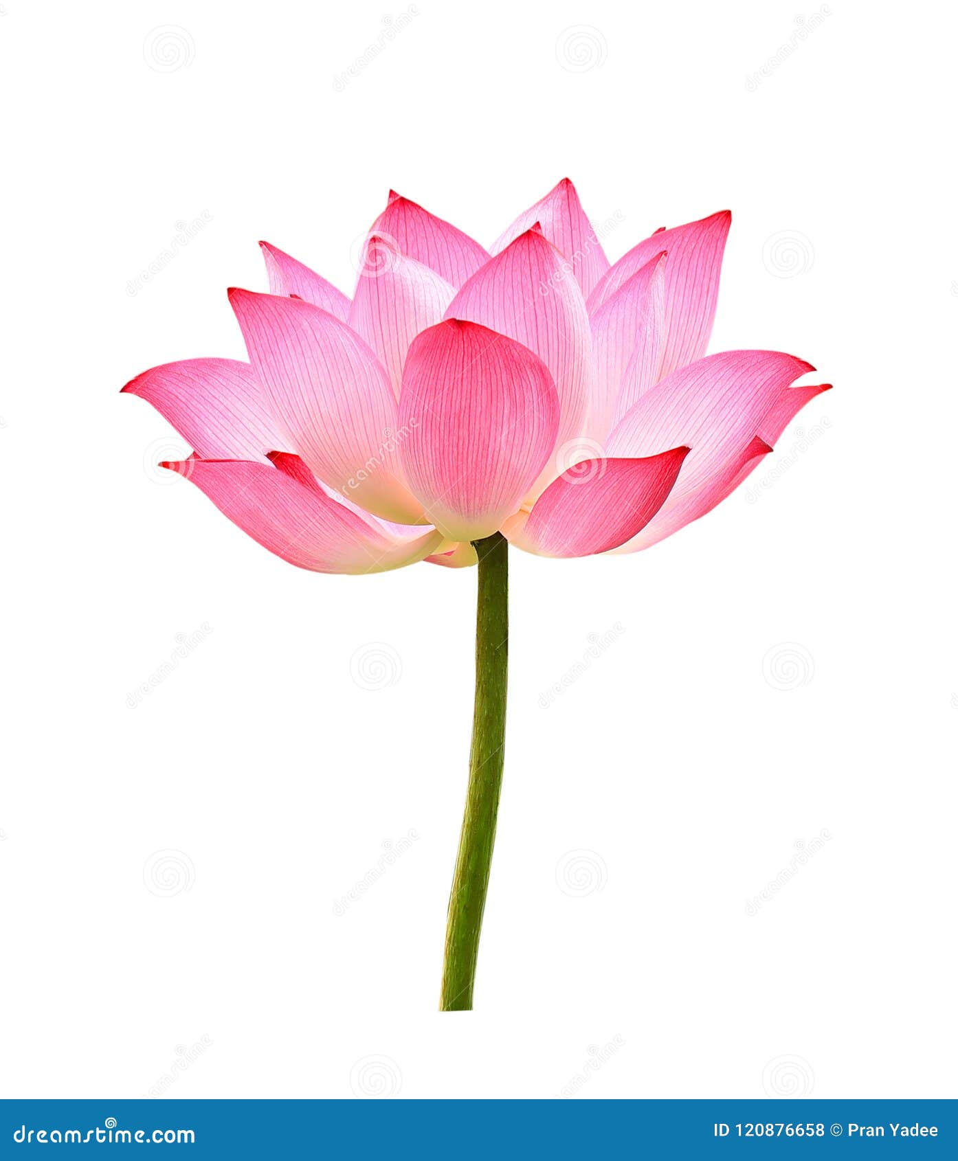 The Lotus Flower on White Background Stock Photo - Image of beauty, flower:  120876658