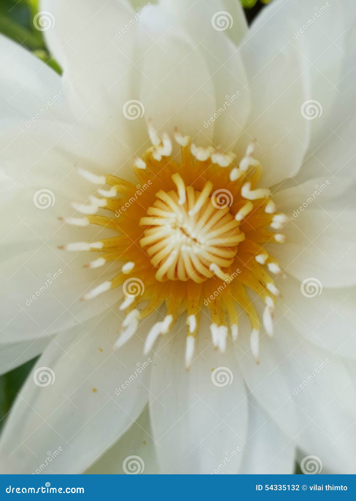 Lotus Flower Whiteflower Beautiful Stock Photo Image of whiteflower