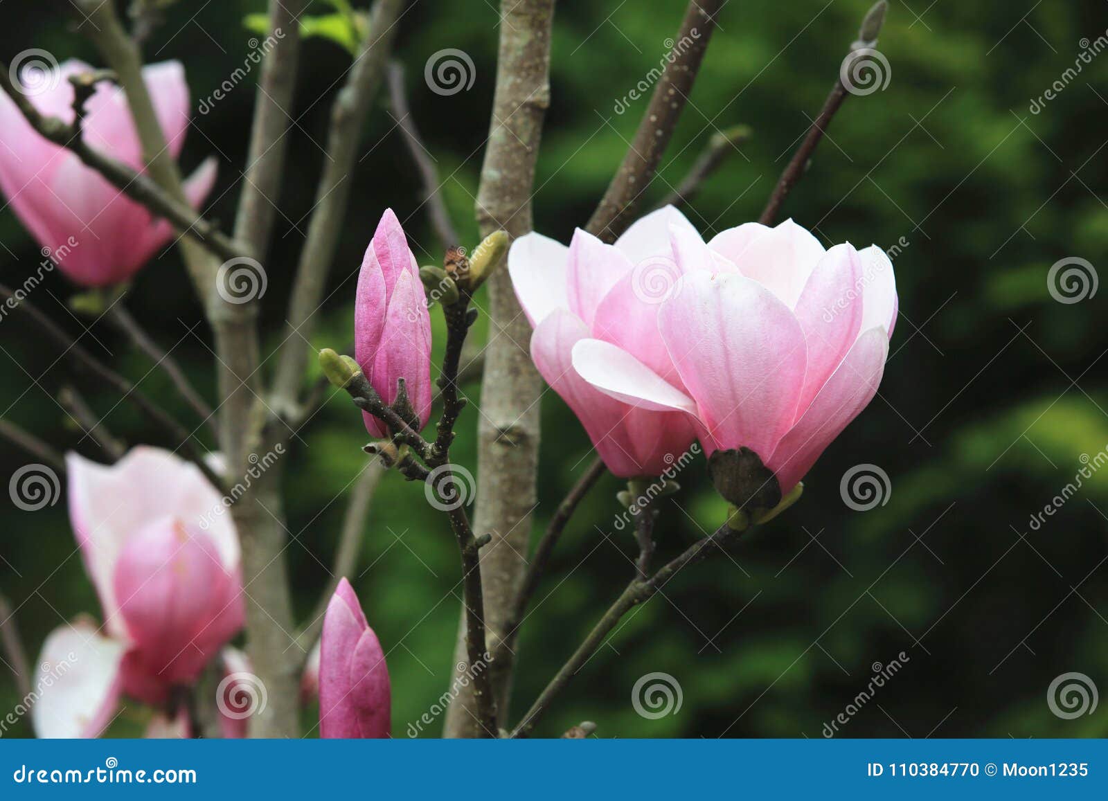 Lotus-flowered Magnolia,Large-flowered Magnolia,Southern Magnolia ...