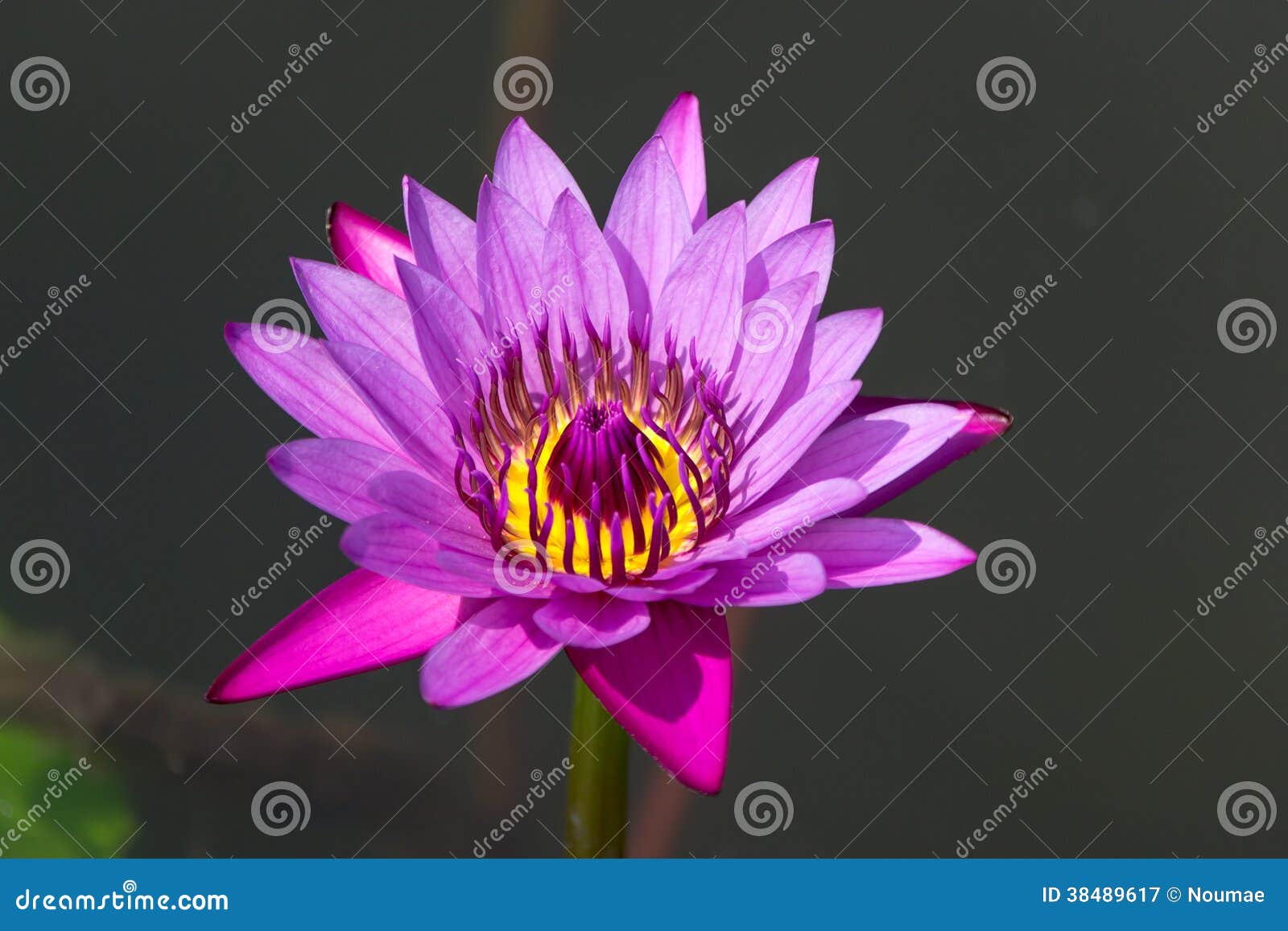 Lotus flowers stock image. Image of attractive, botany 38489617