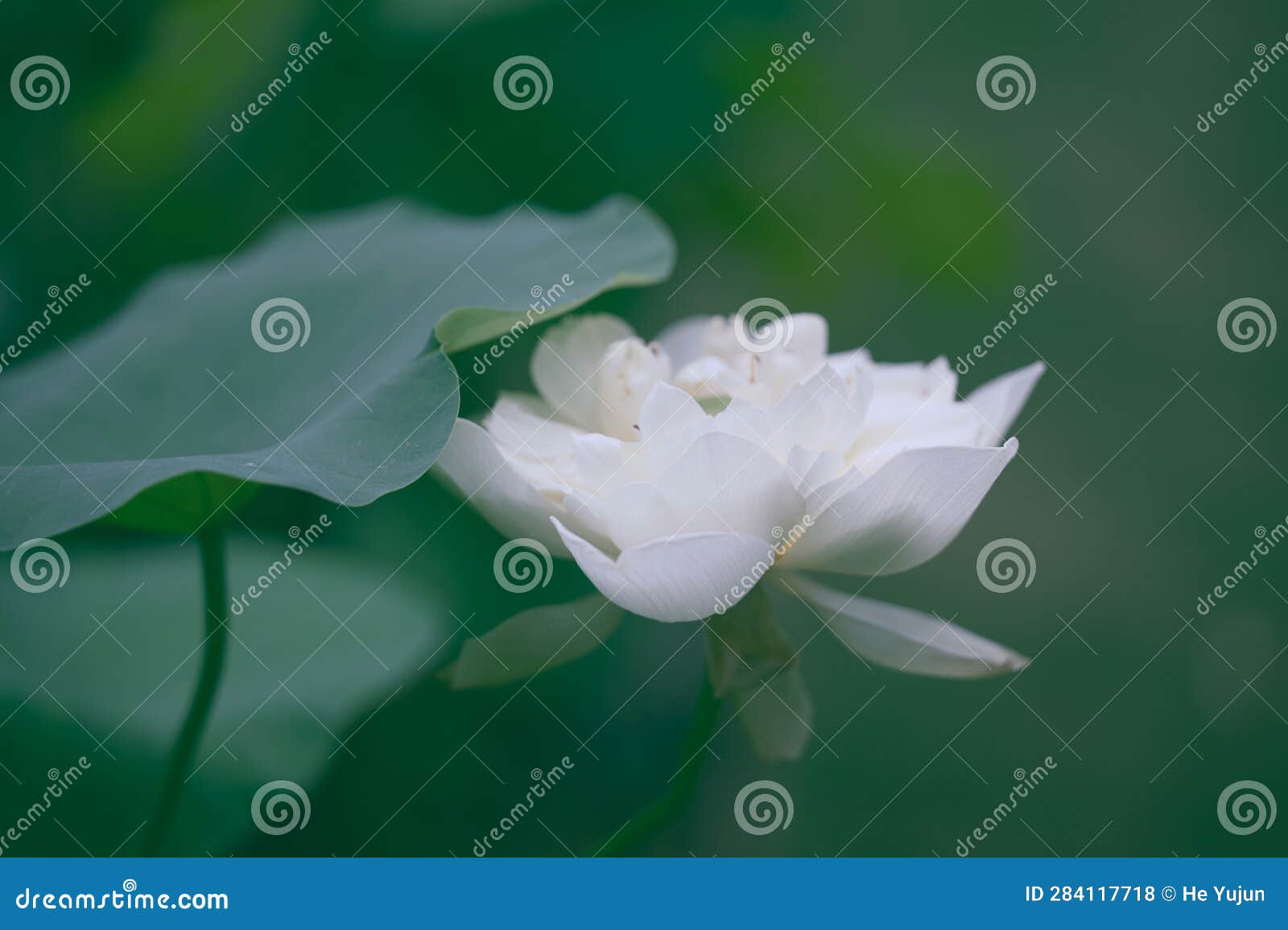 lotus flowers among green leaves in famous summer lotus pond of liyuan garden