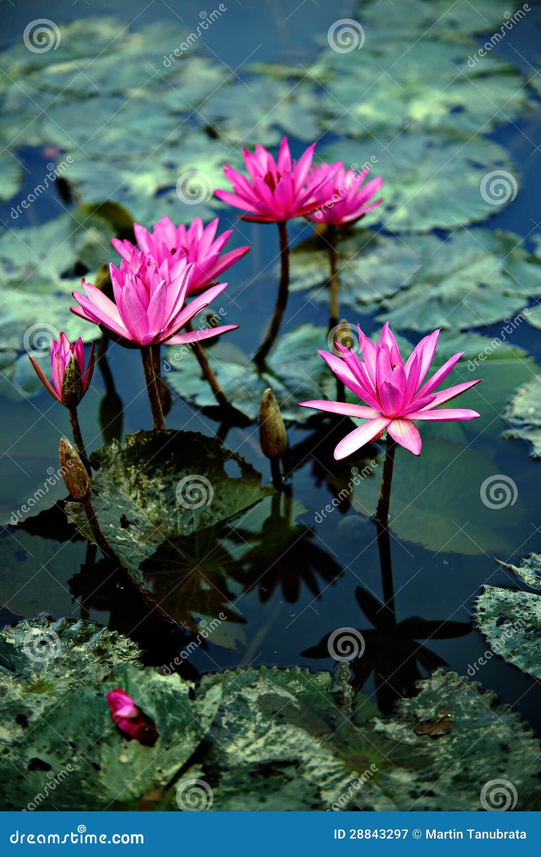 Lotus Flowers and Lily Pads Stock Image Image of blooming, closeup