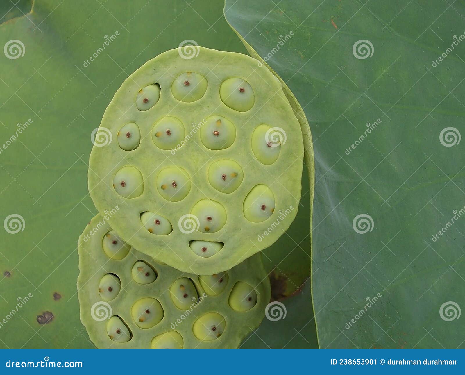 Lotus Flowers Which Lost All it S Petal Stock Image Image of flower