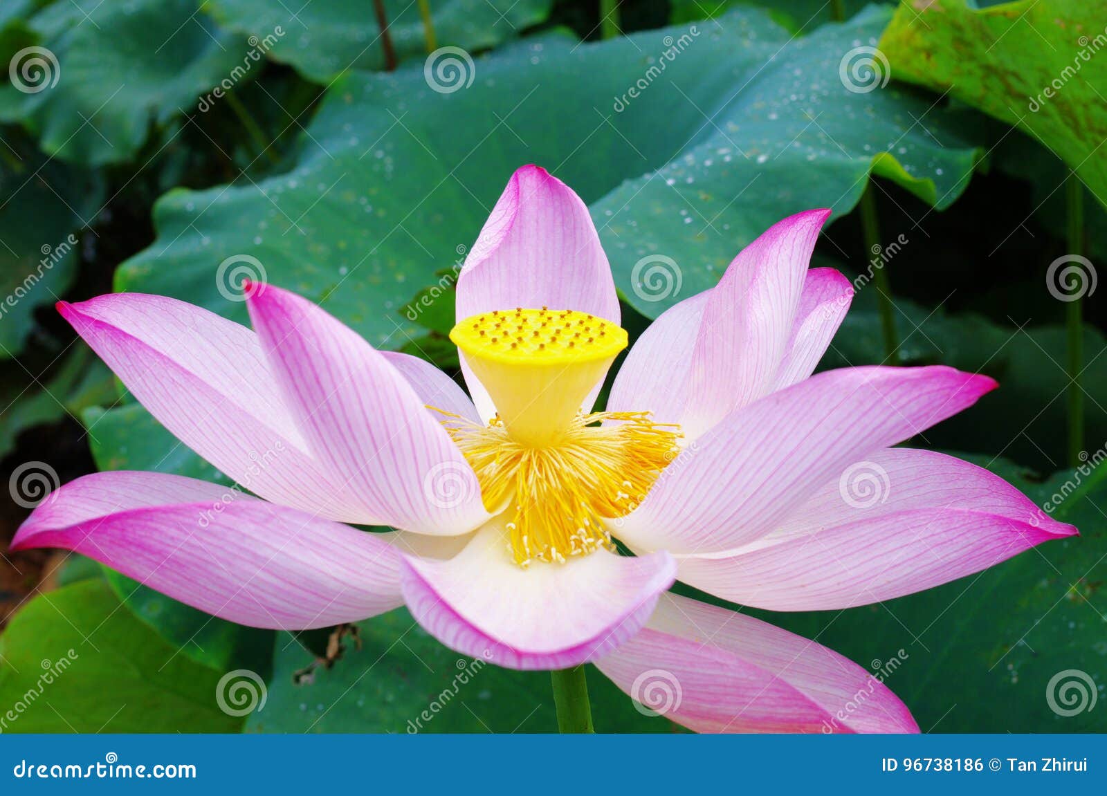 Lotus stock photo. Image of colorful, lily, beautiful 96738186