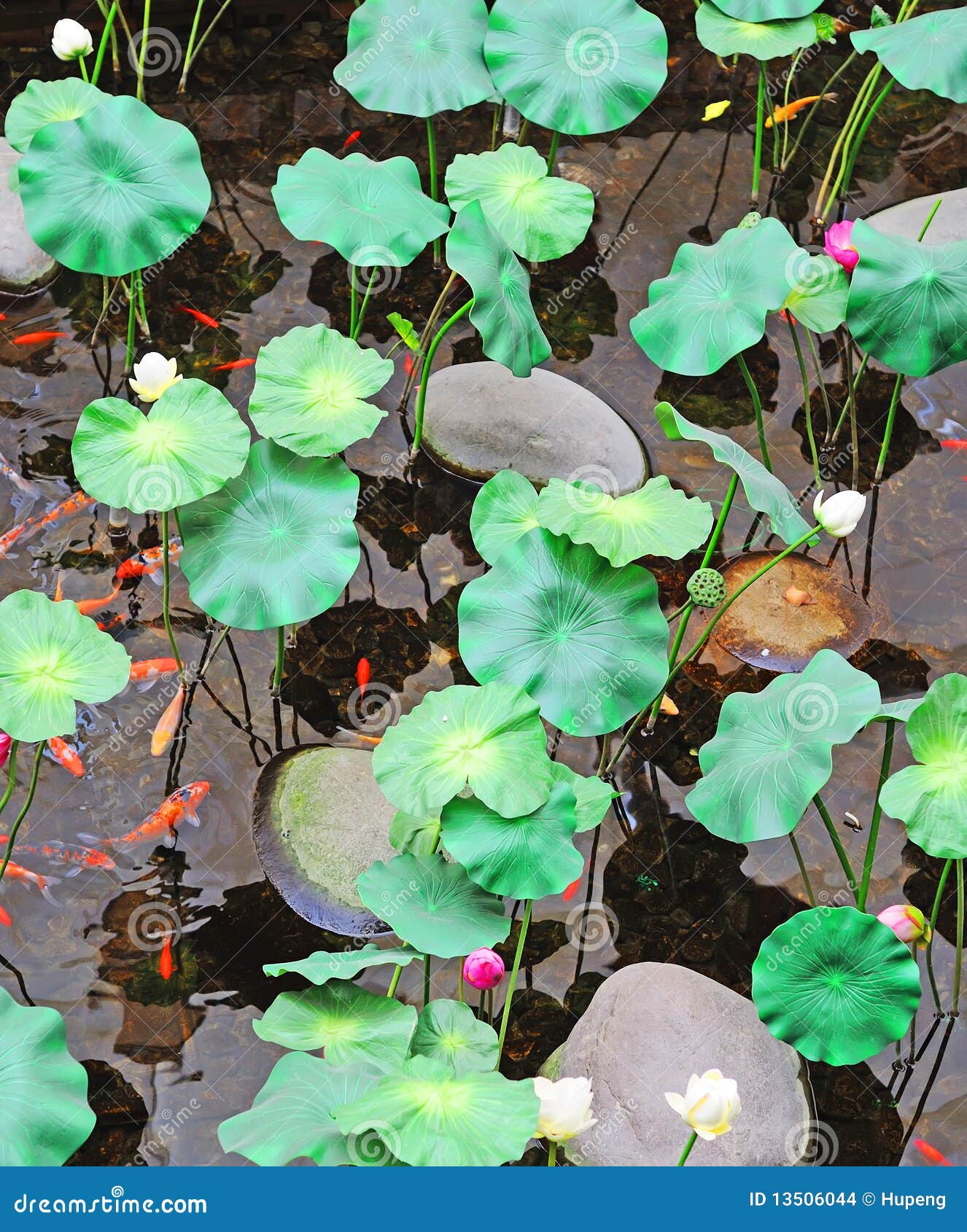 Lotus and koi stock photo. Image of colorful, rock, season 13506044