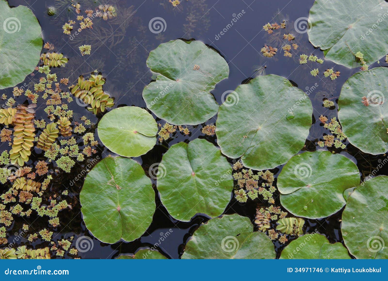 Lotus Leaf and Aquatic Plant in Lake Stock Photo - Image of river, alga ...