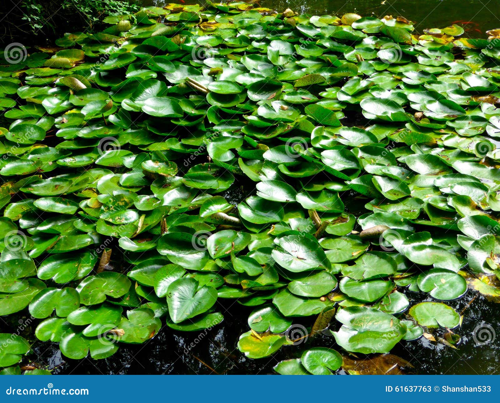 Lotus Leaf Growing on the Water Stock Image - Image of nature, jiangsu ...