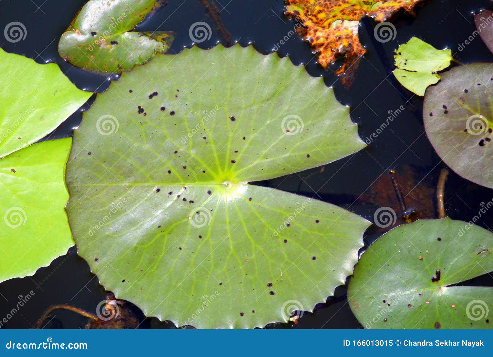 Lotus Leaf Round In Shape In A Pond Stock Image Image of found, india