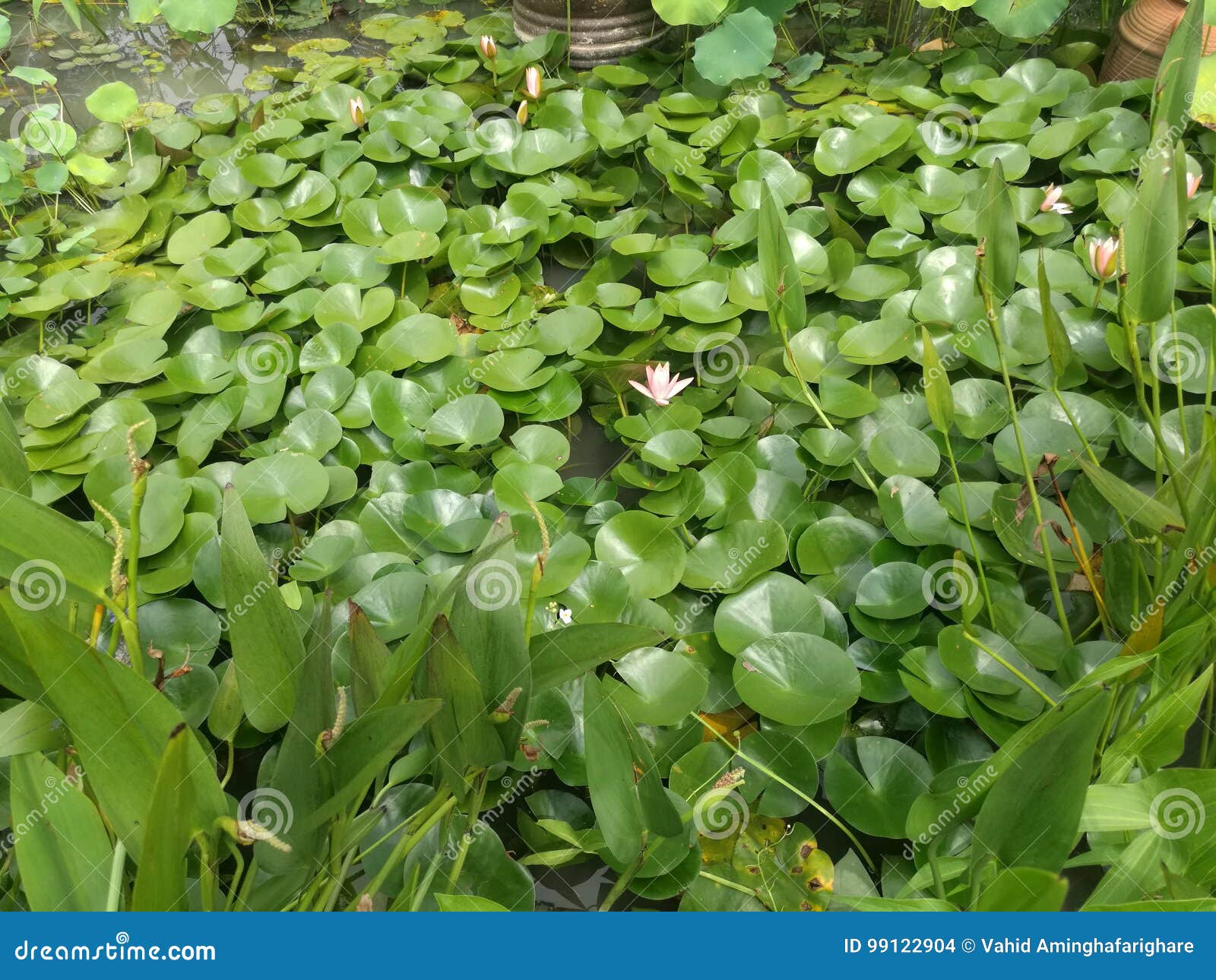 Lotus in leak stock photo. Image of water, plant, leak - 99122904